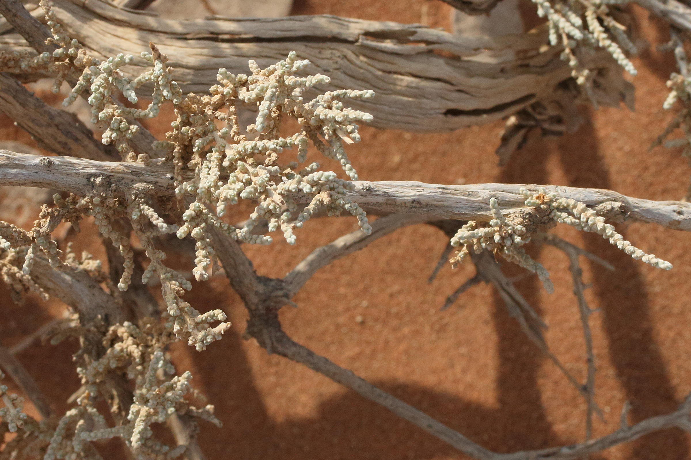 salsola_tuberculata1md