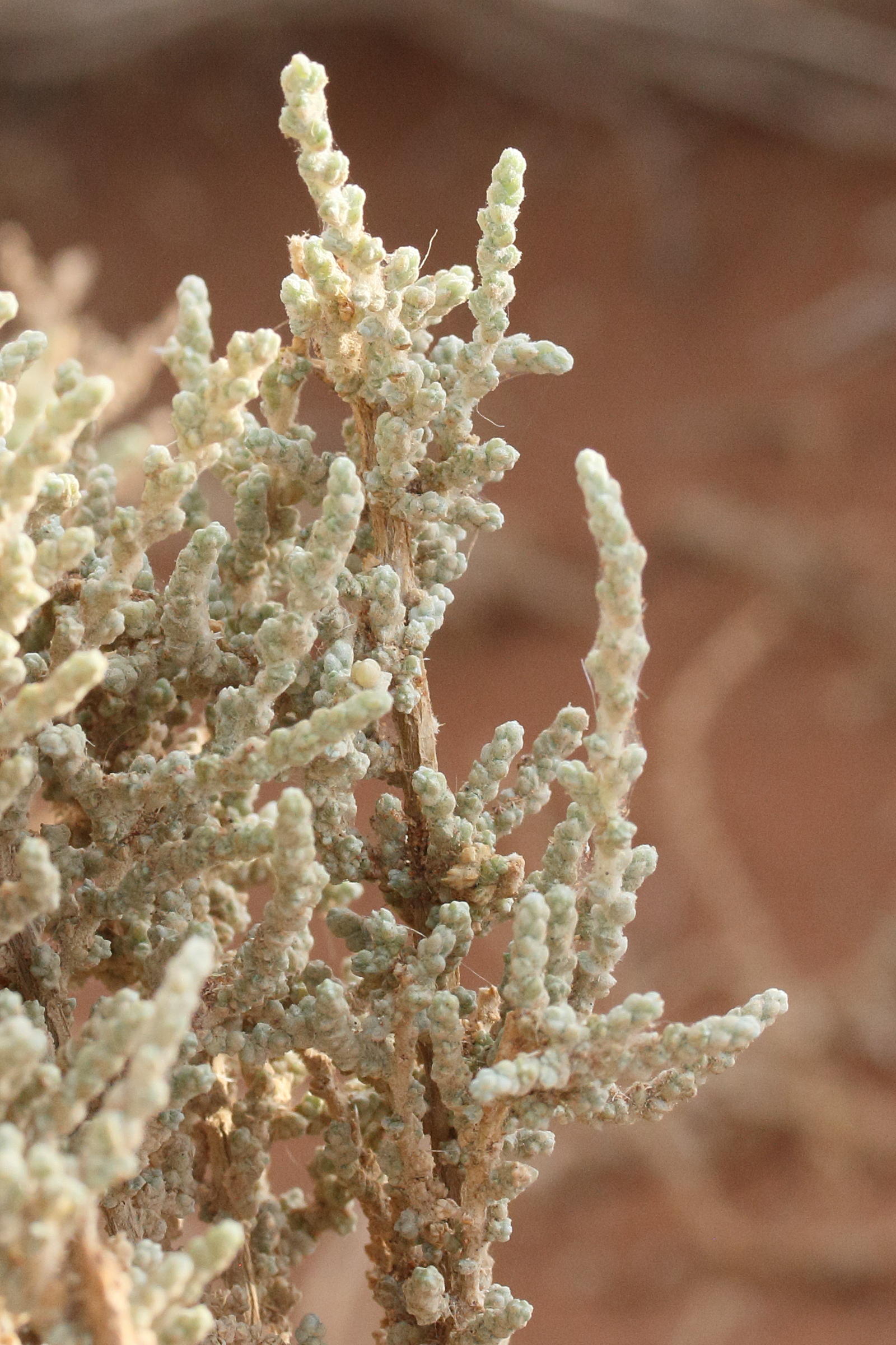 salsola_tuberculata2md