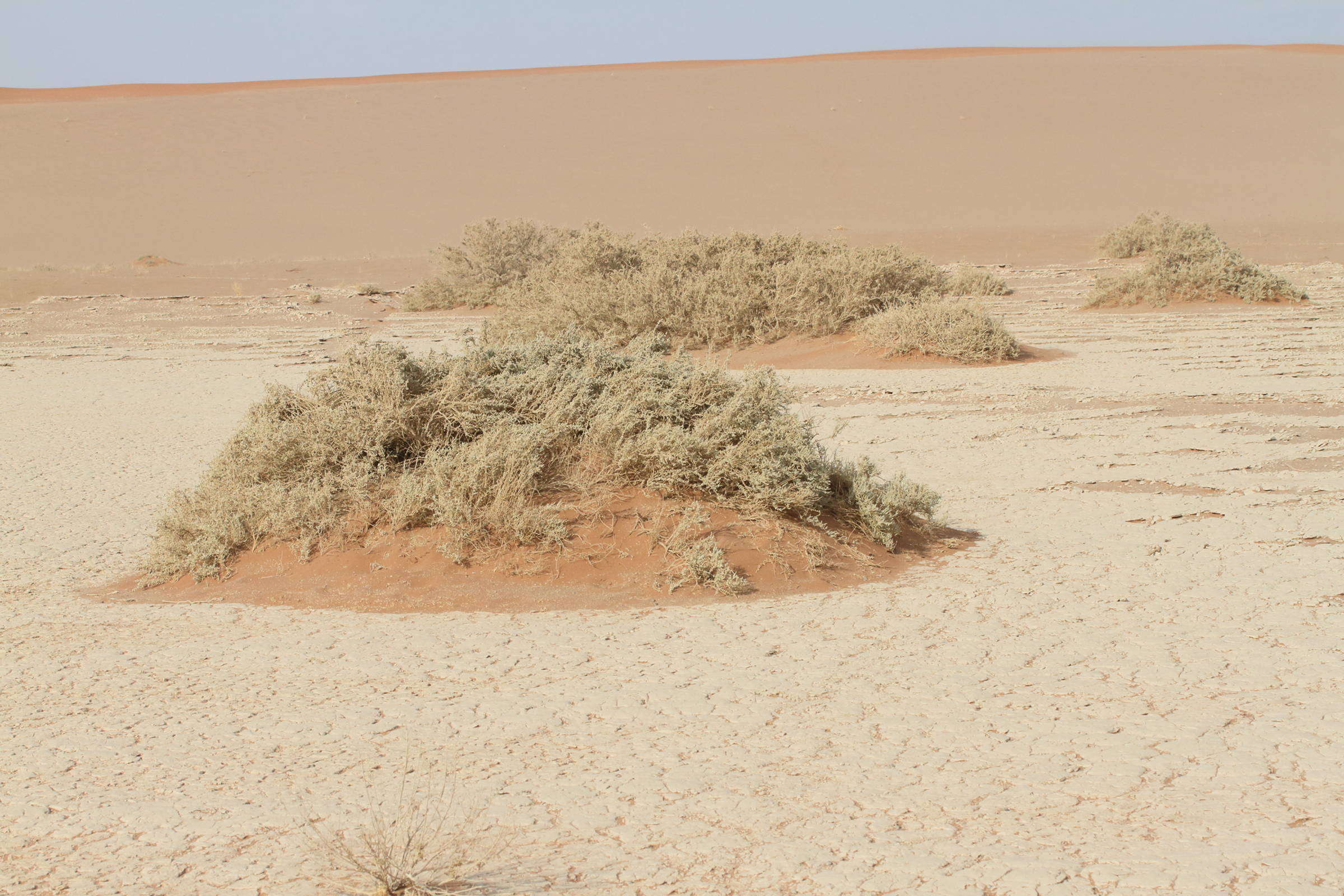 salsola_tuberculata3md