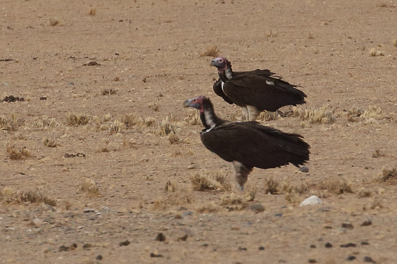 vautour_oricou_-_torgos_tacheliotos3bd