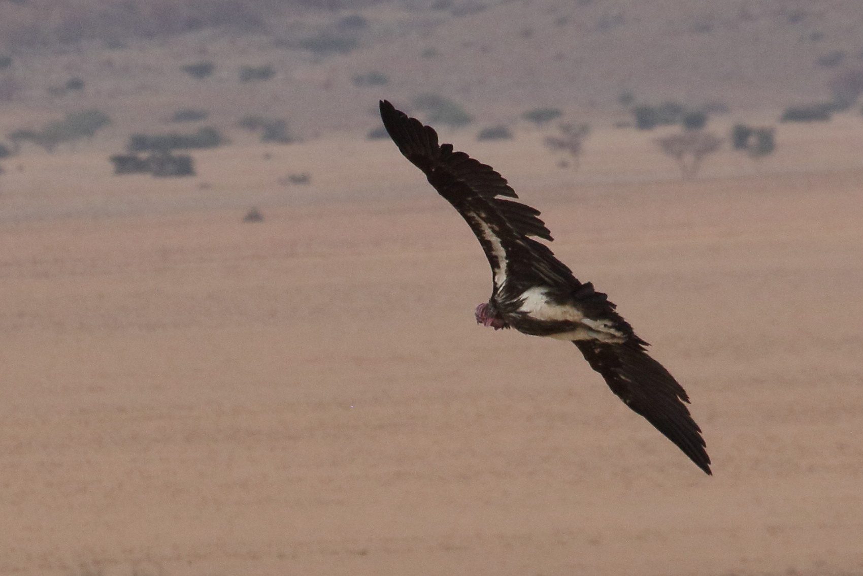 vautour_oricou_-_torgos_tacheliotos4bd