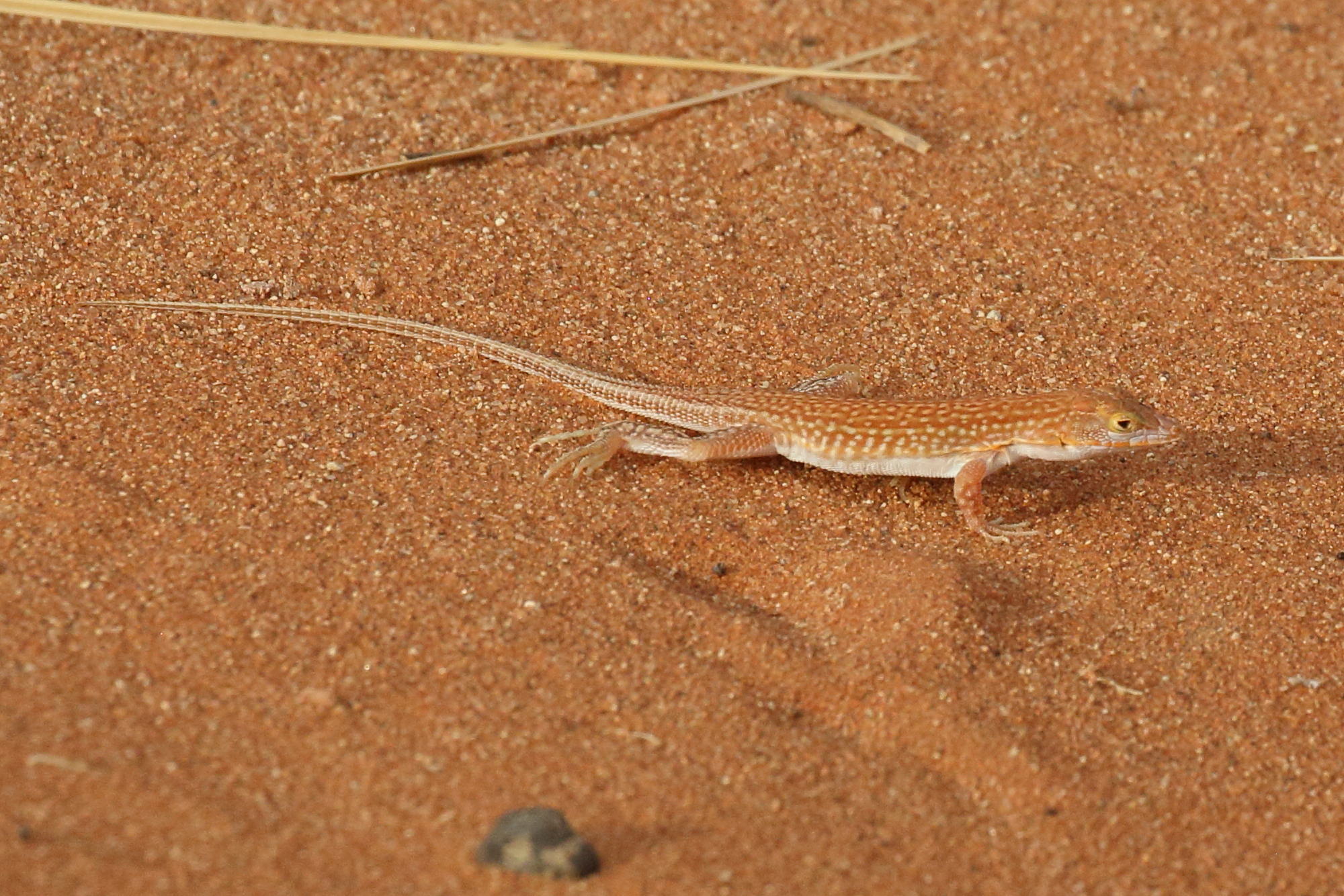 meroles_cuneirostris1bd