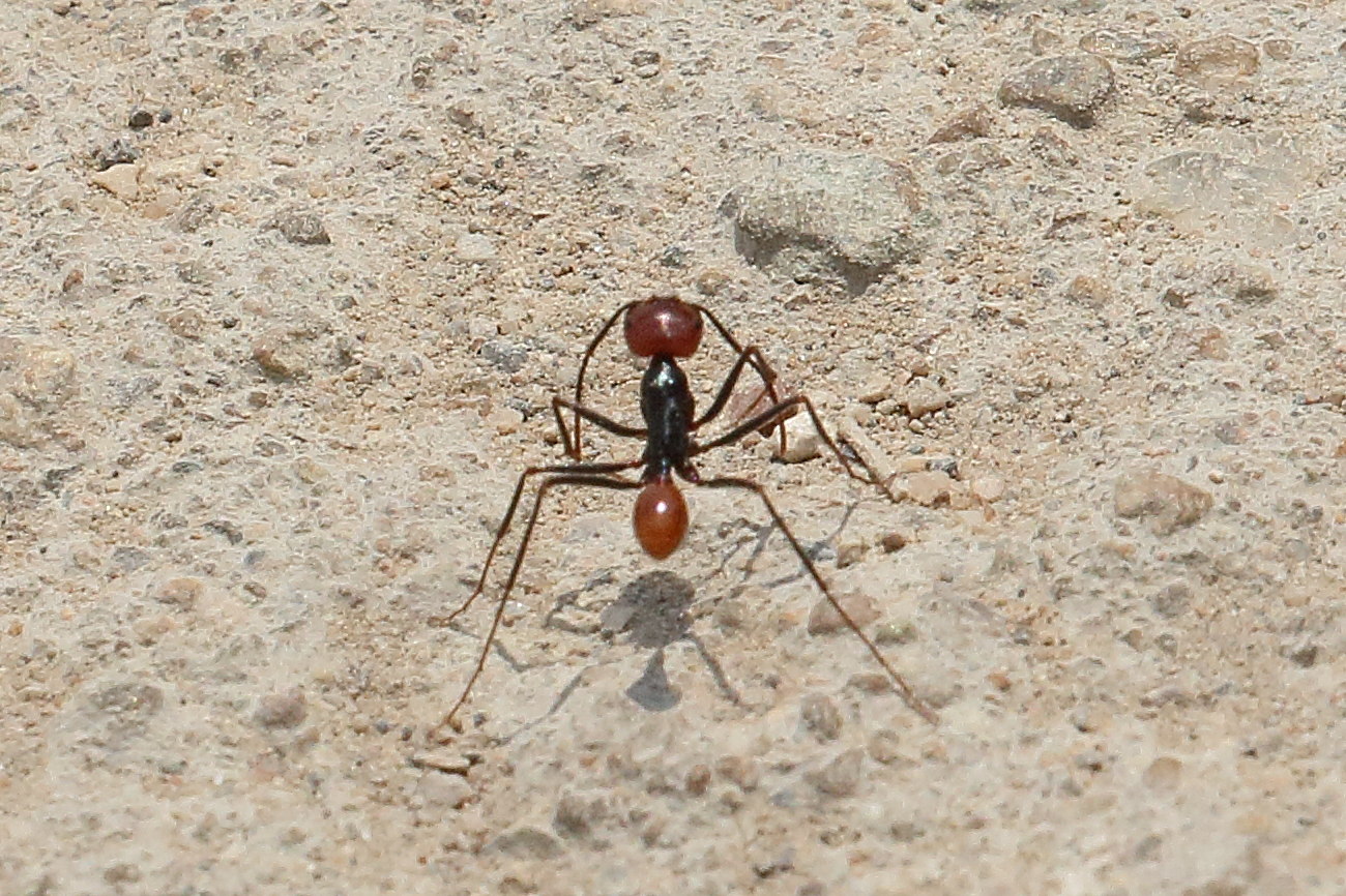 ocymyrmex_velox1bd