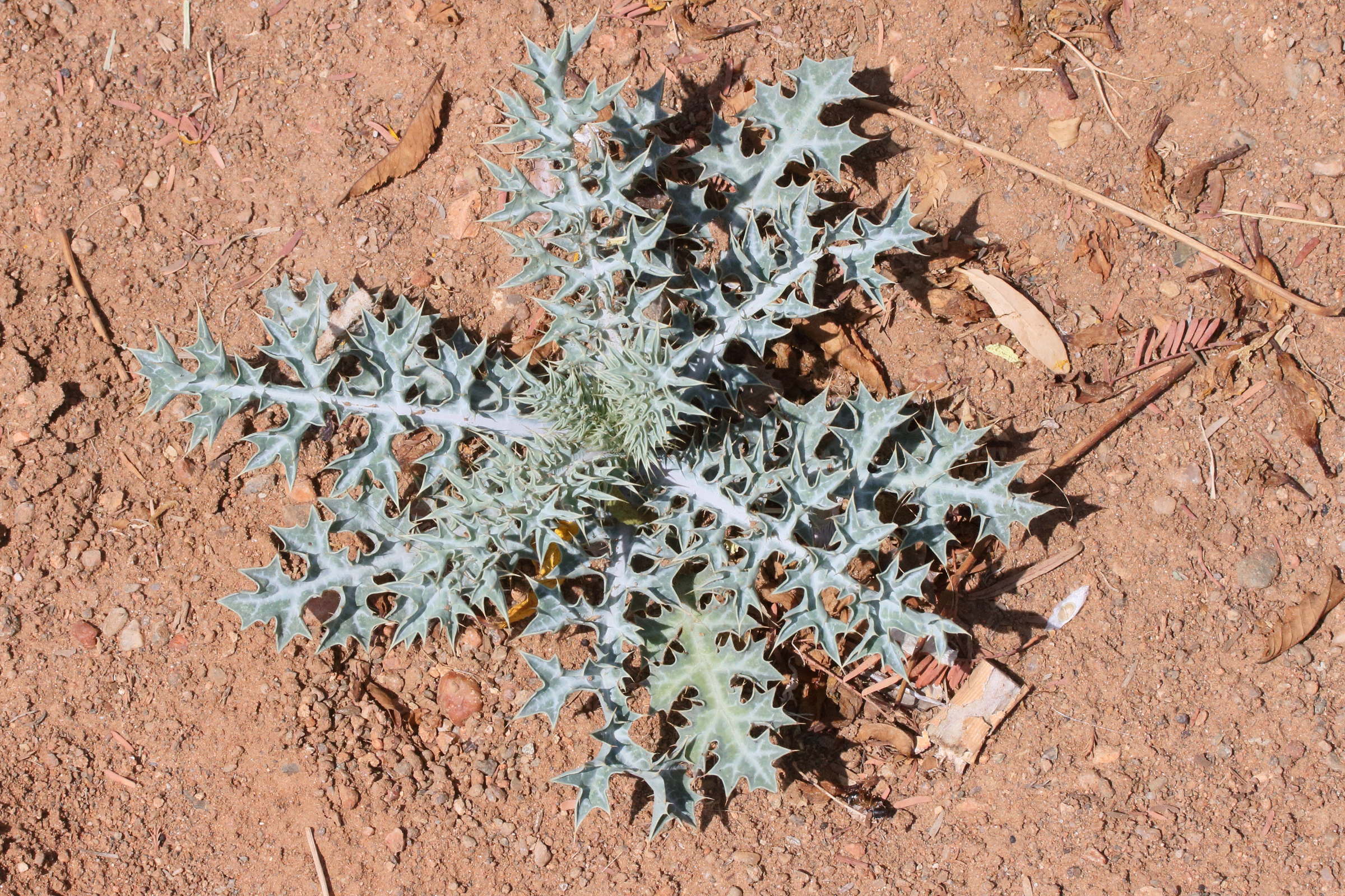 argemone_ochroleuca5md