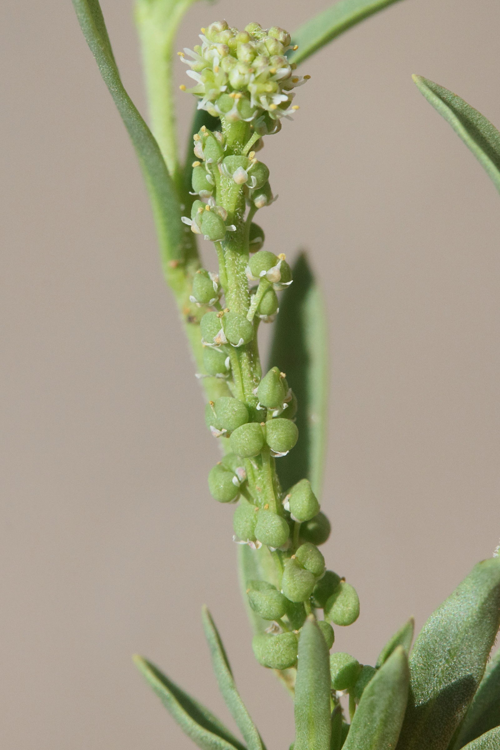 Afficher le média coronopus_integrifolius4md coronopus_integrifolius4md