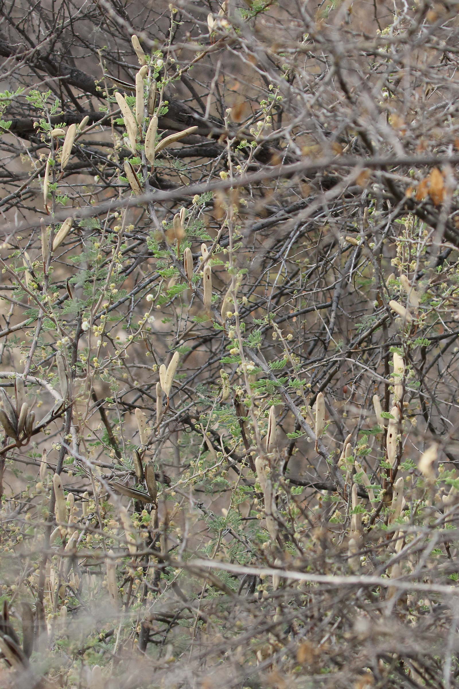 vachellia_hebeclada_hebeclada4bd