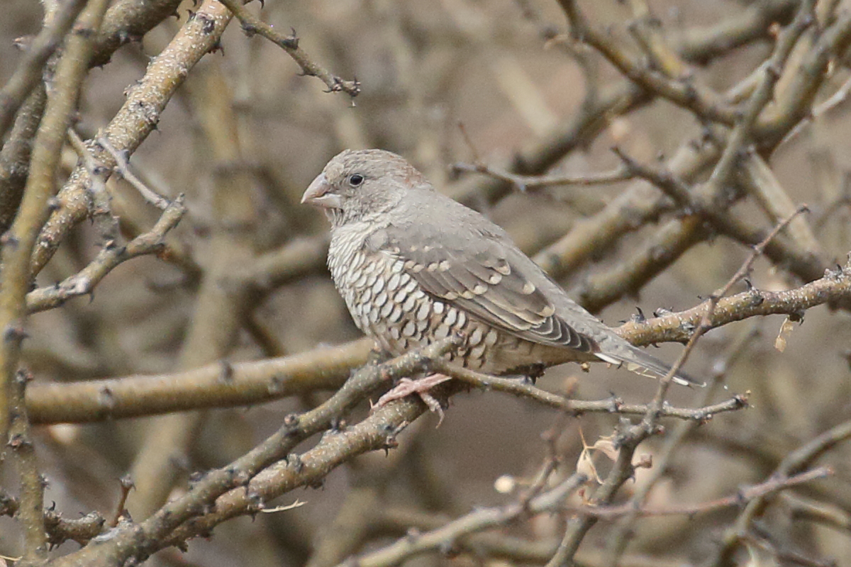 amadine_a_tete_rouge_-_amadina_erythrocephala3bd