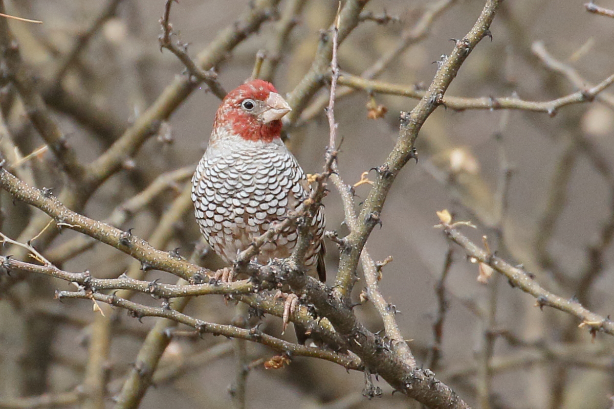 amadine_a_tete_rouge_-_amadina_erythrocephala4bd