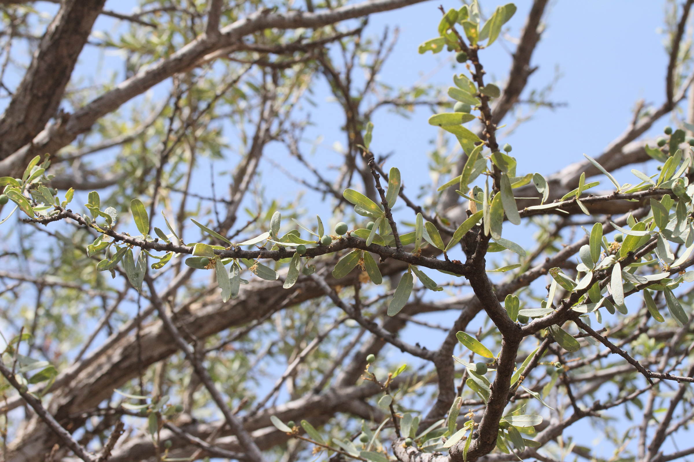 boscia_albitrunca3md