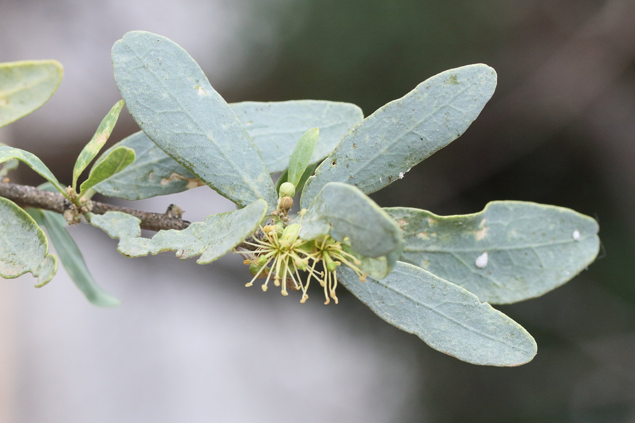 boscia_albitrunca4md