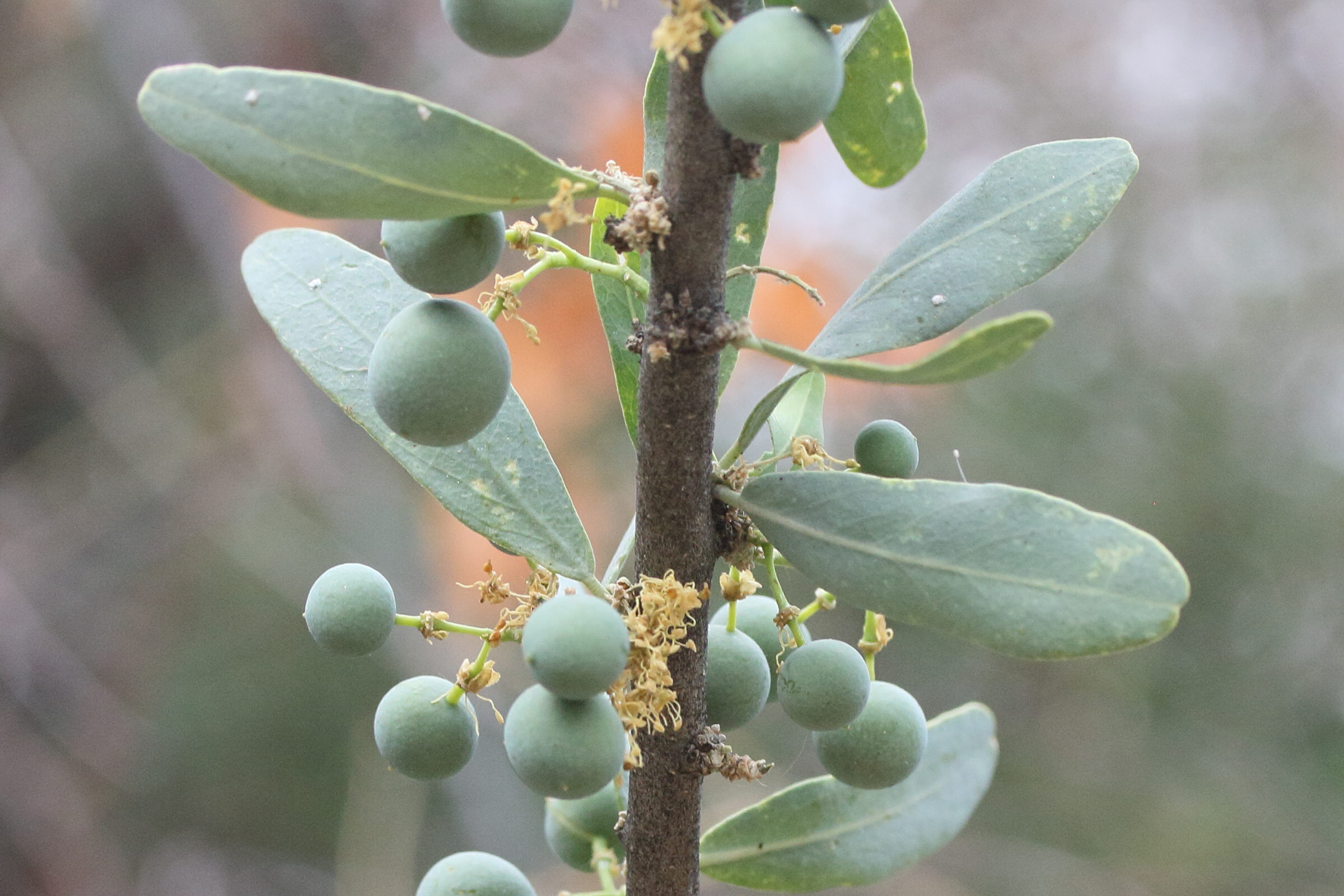 boscia_albitrunca5md