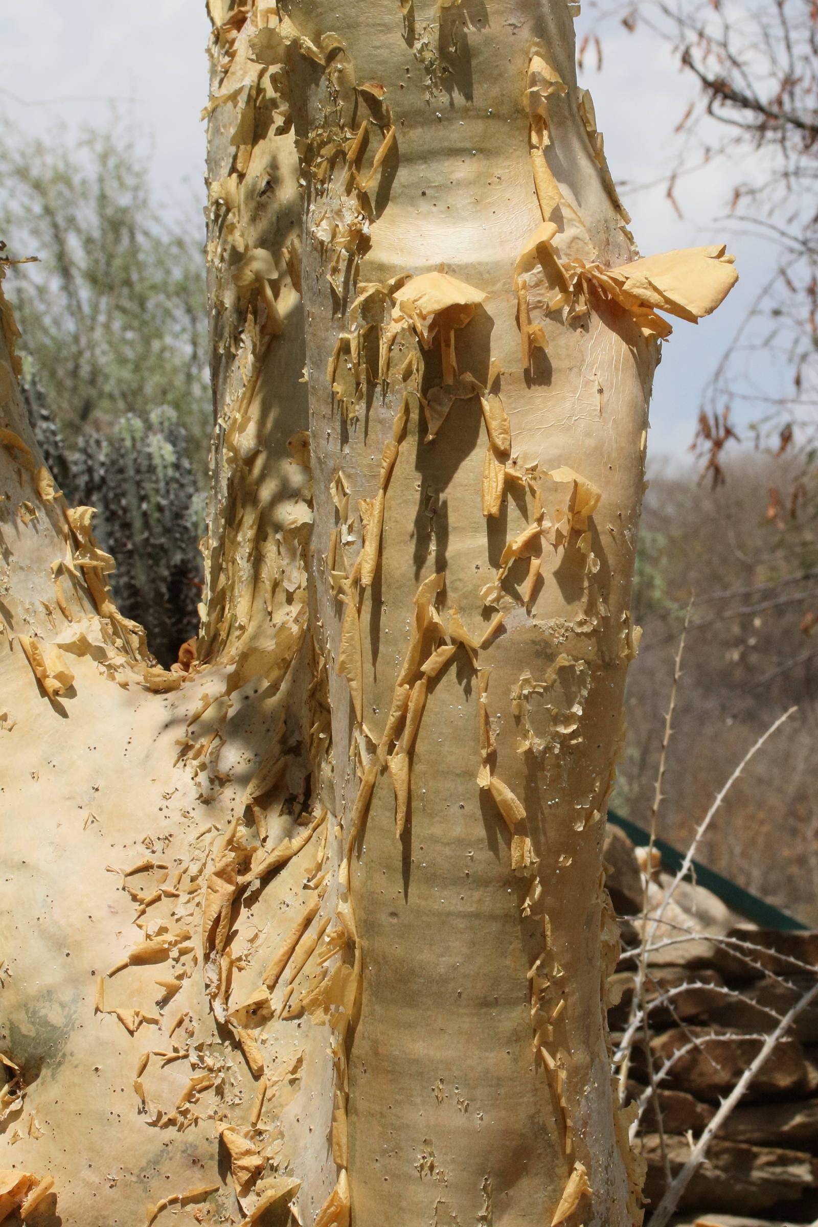 Afficher le média cyphostemma_currorii6md cyphostemma_currorii6md