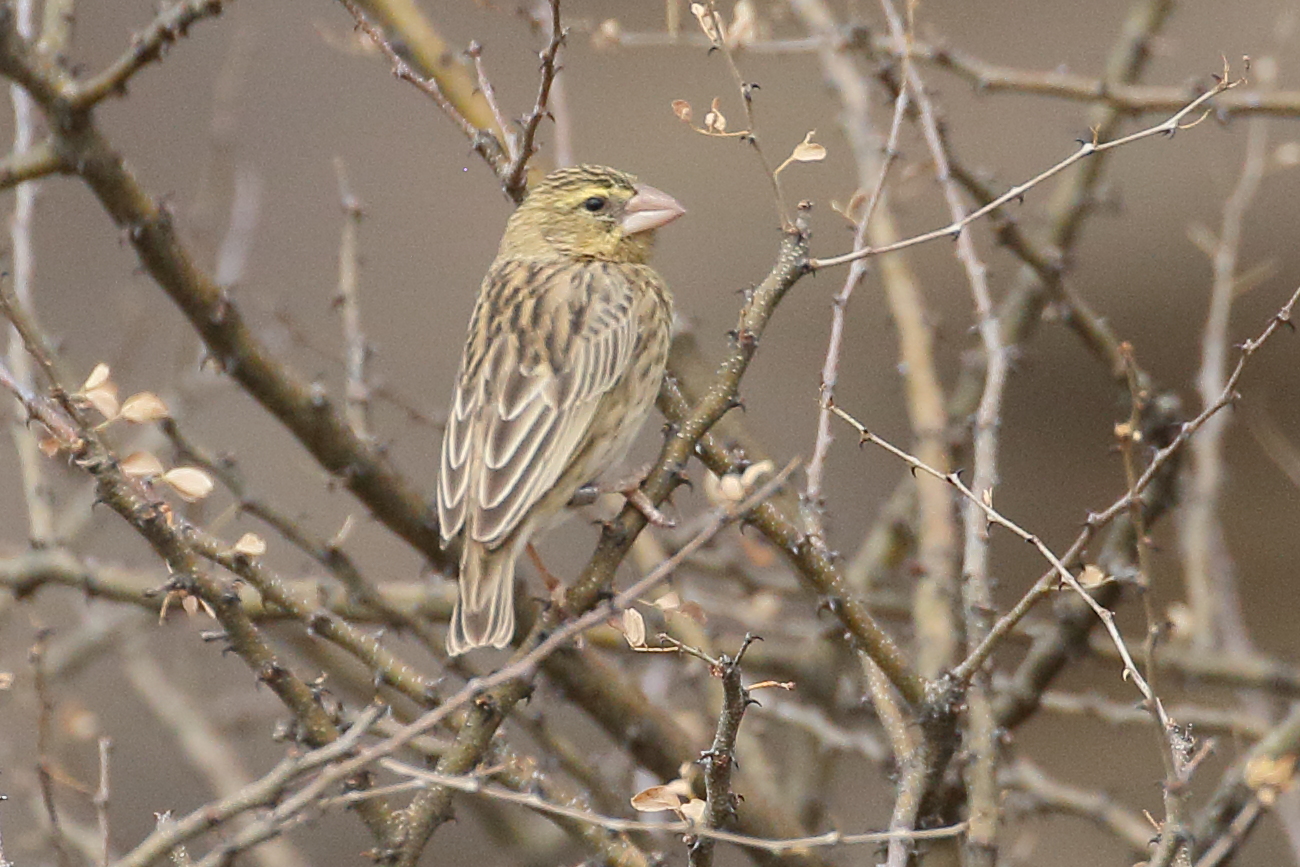 euplecte_ignicolore_-_euplectes_orix2bd