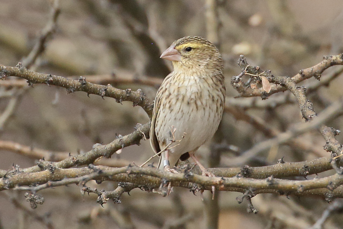 euplecte_ignicolore_-_euplectes_orix3bd