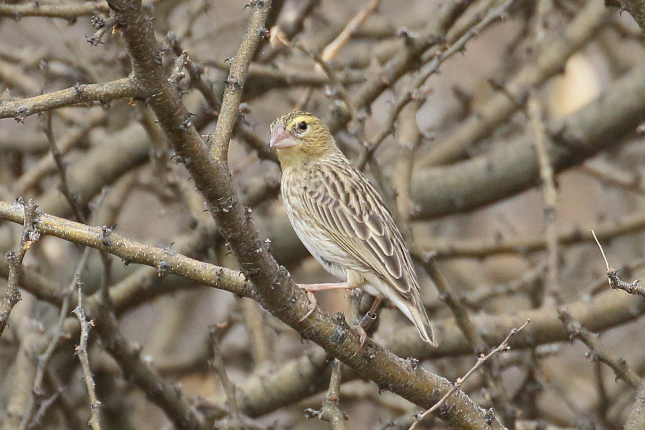 euplecte_ignicolore_-_euplectes_orix4bd