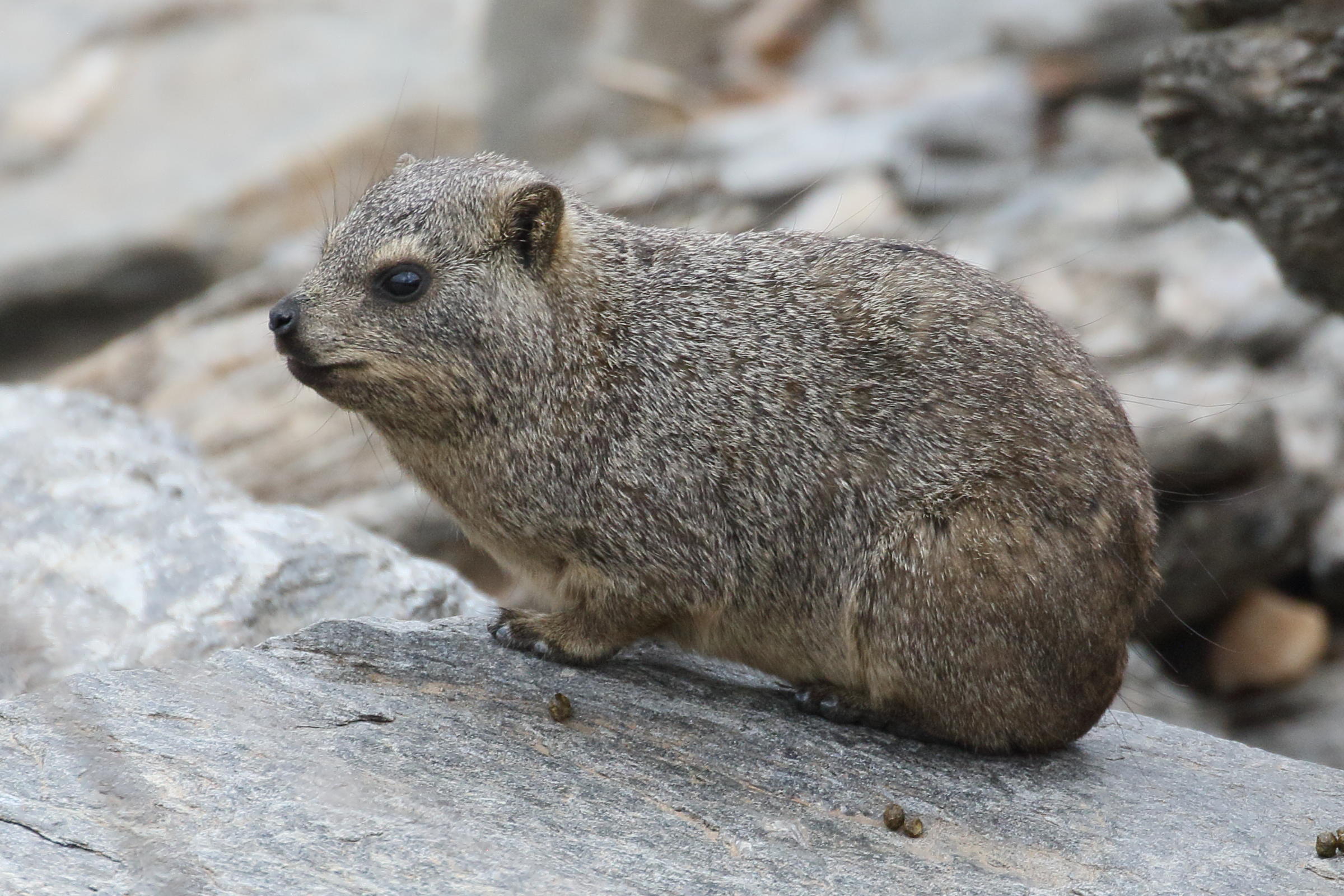 procavia_capensis7bd
