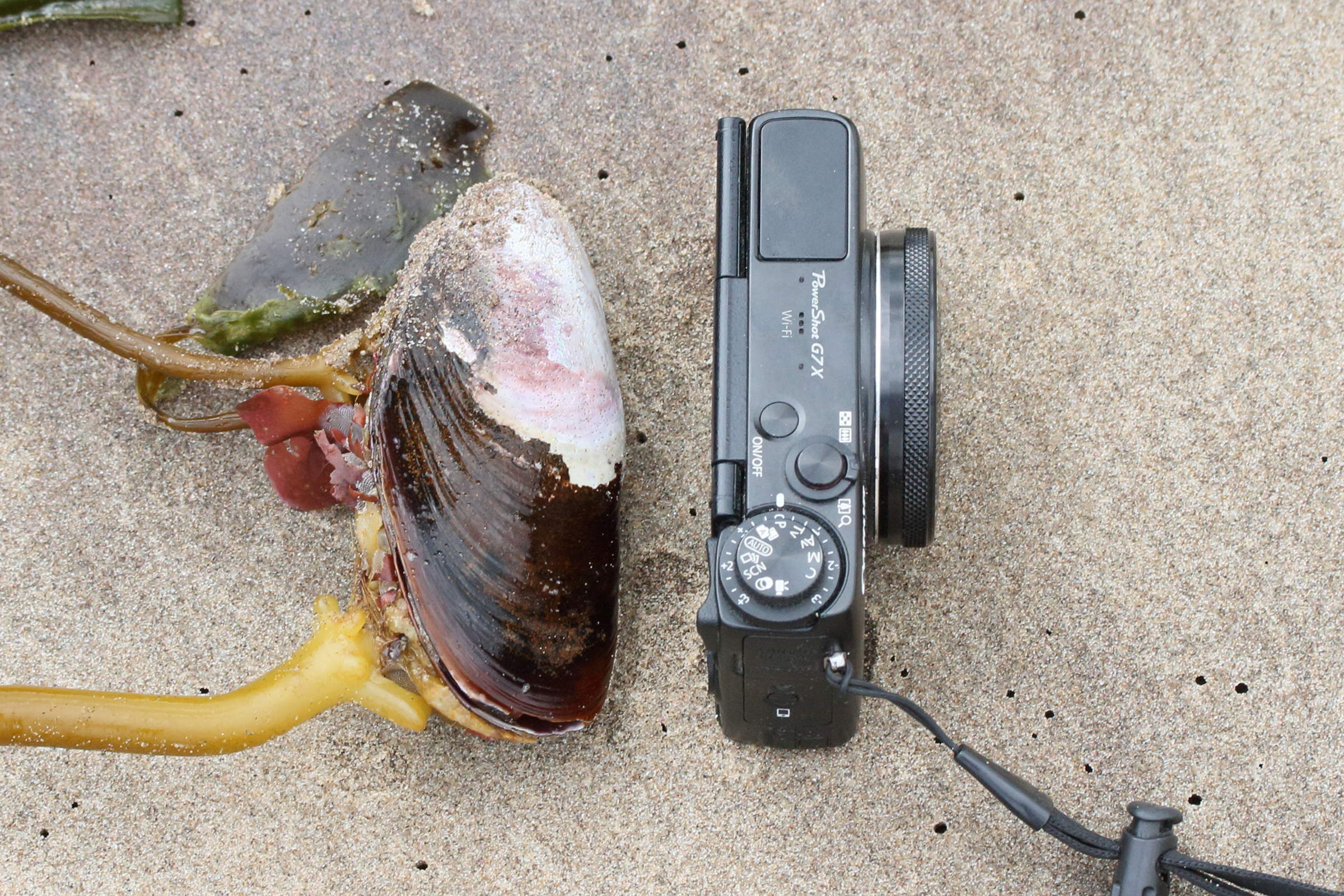 choromytilus_meridionalis1md