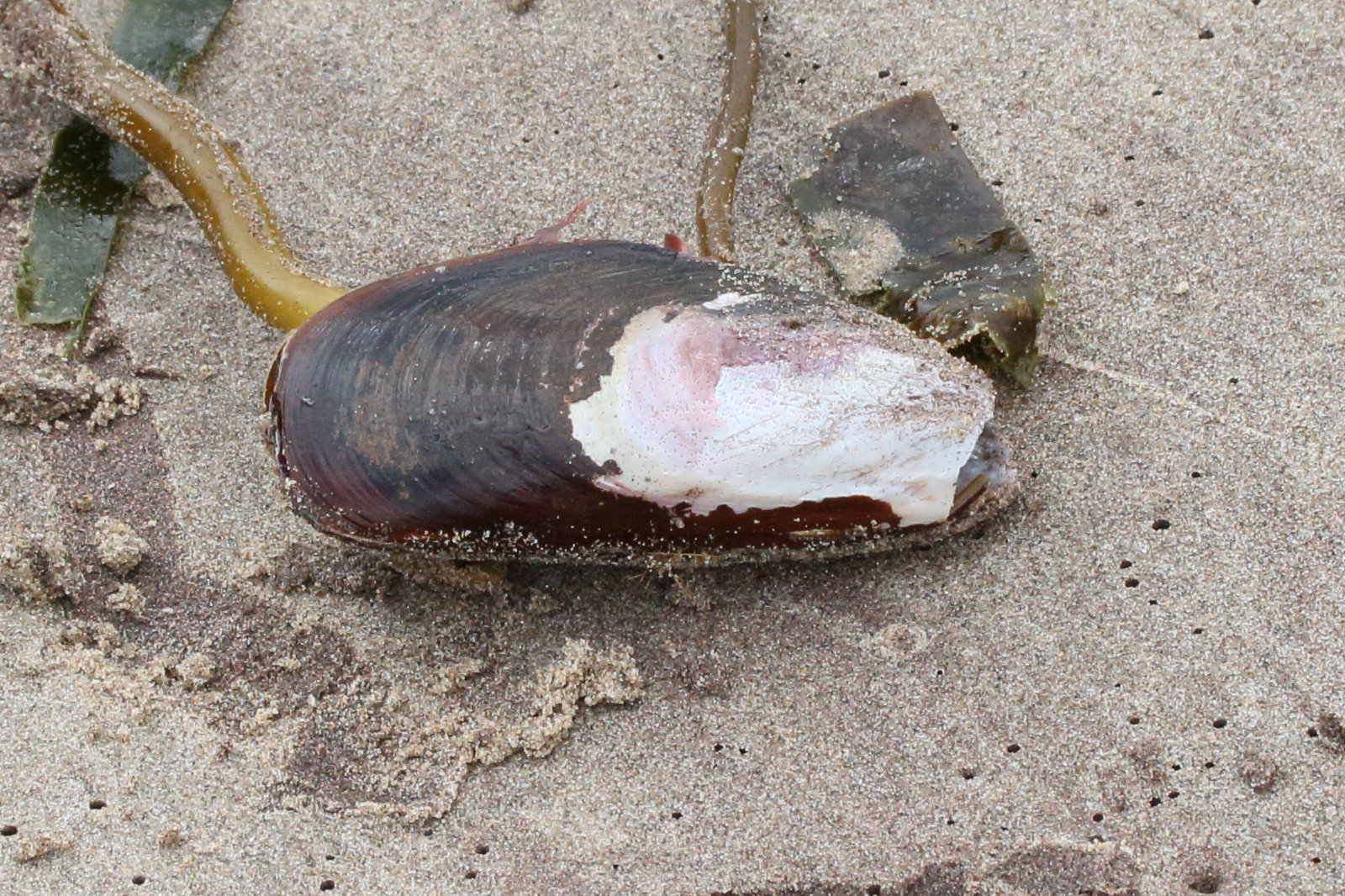 choromytilus_meridionalis2md