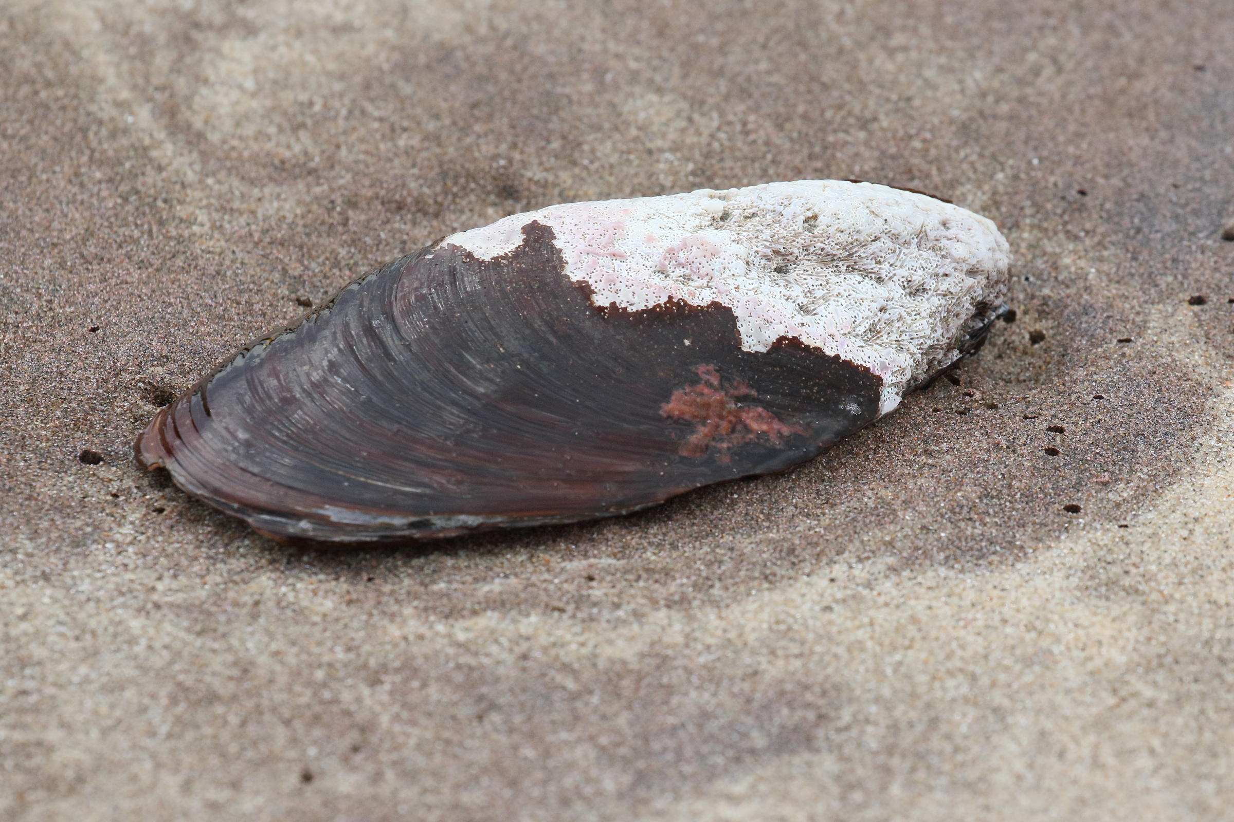 choromytilus_meridionalis3bd