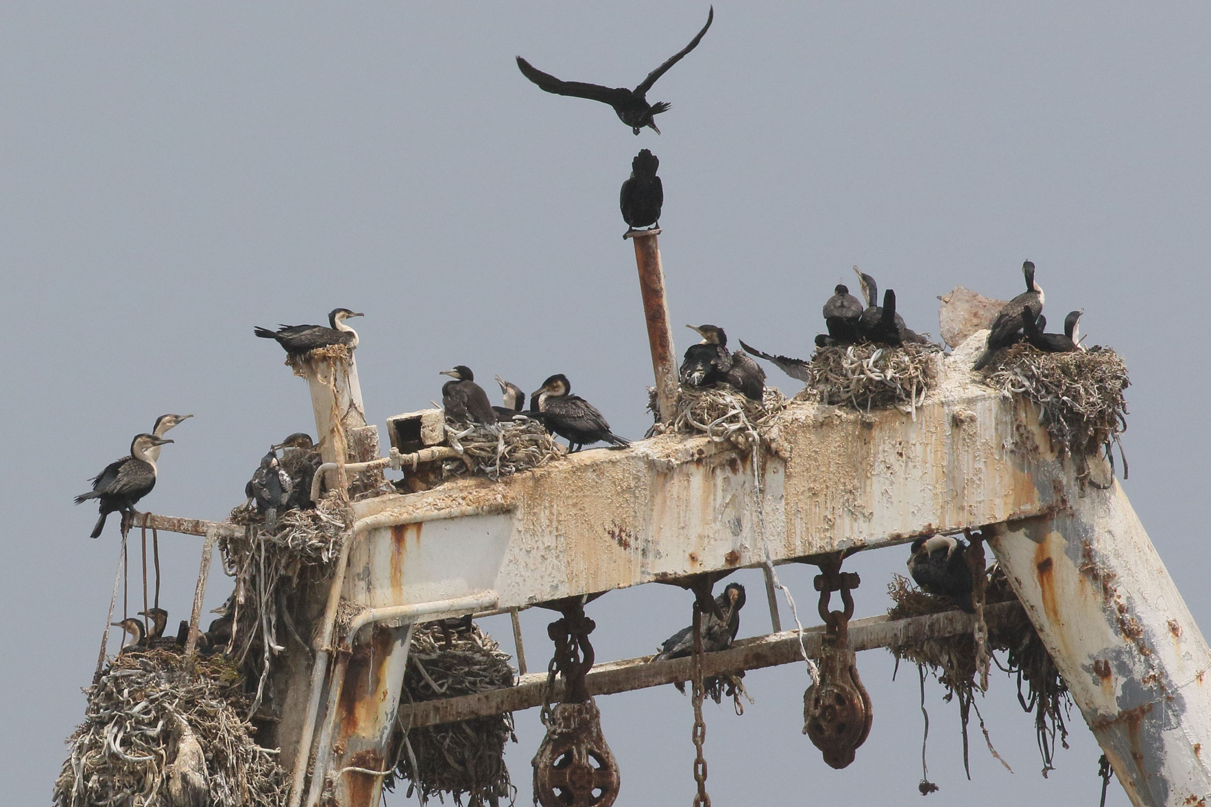 Afficher le média cormoran_a_poitrine_blanche_-_phalacrocorax_lucidus1bd cormoran_a_poitrine_blanche_-_phalacrocorax_lucidus1bd