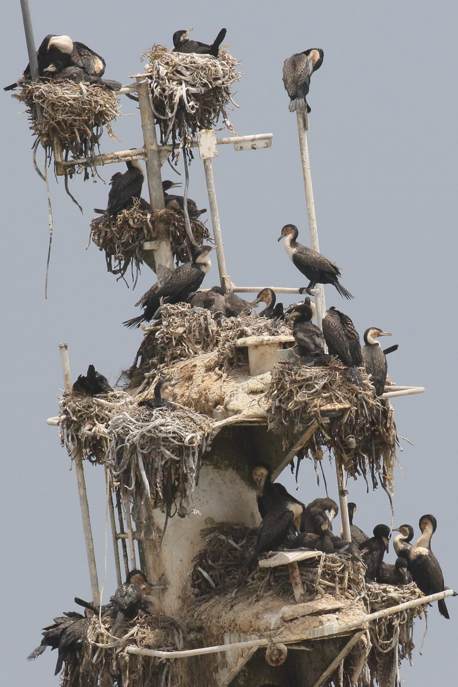 Afficher le média cormoran_a_poitrine_blanche_-_phalacrocorax_lucidus2bd cormoran_a_poitrine_blanche_-_phalacrocorax_lucidus2bd