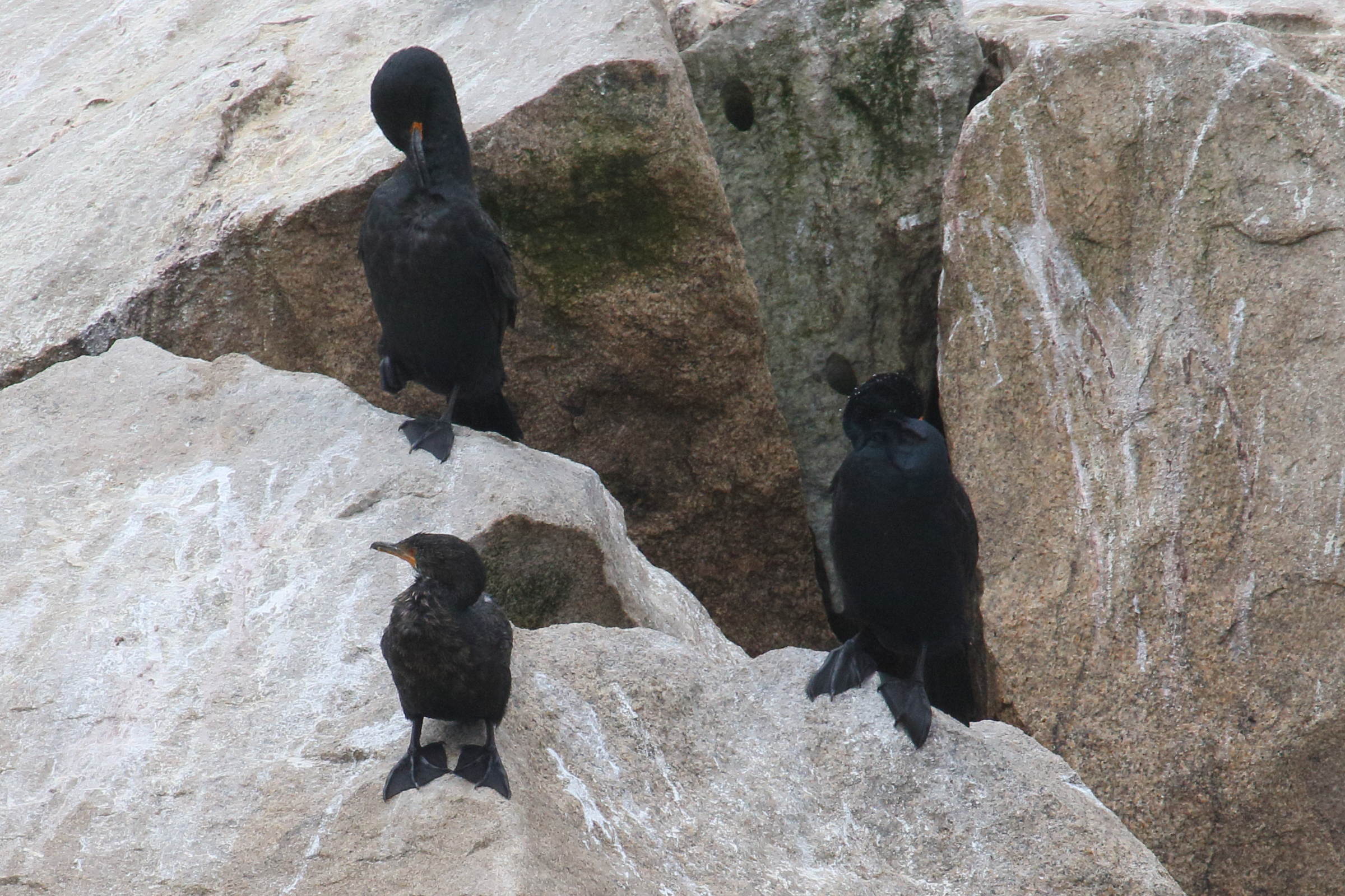 cormoran_du_cap_-_phalacrocorax_capensis1md