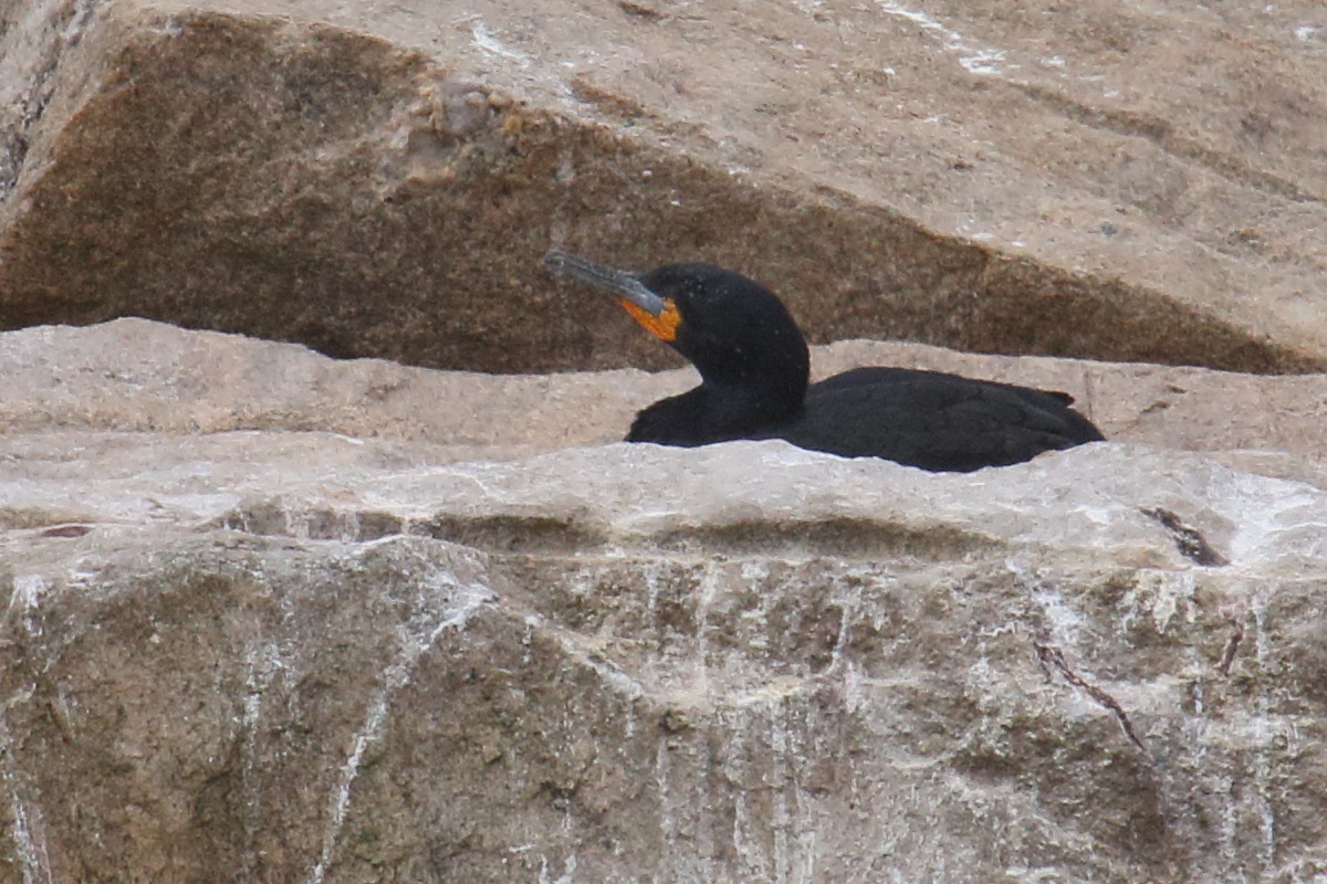 cormoran_du_cap_-_phalacrocorax_capensis2md