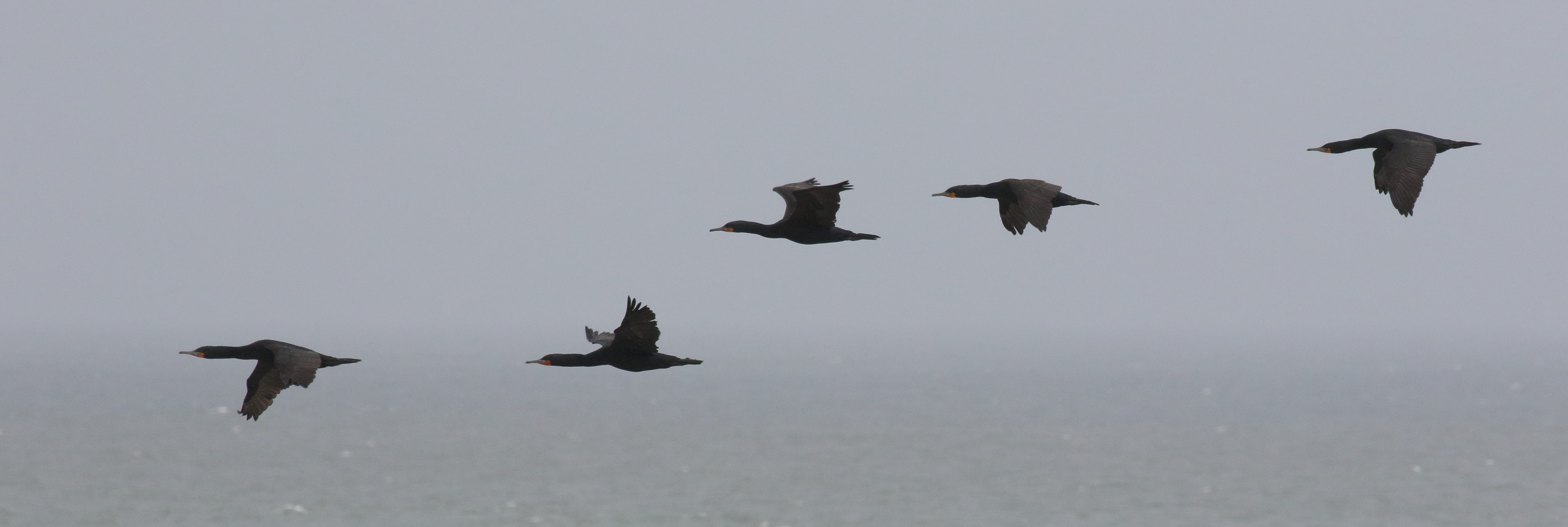 cormoran_du_cap_-_phalacrocorax_capensis3bd