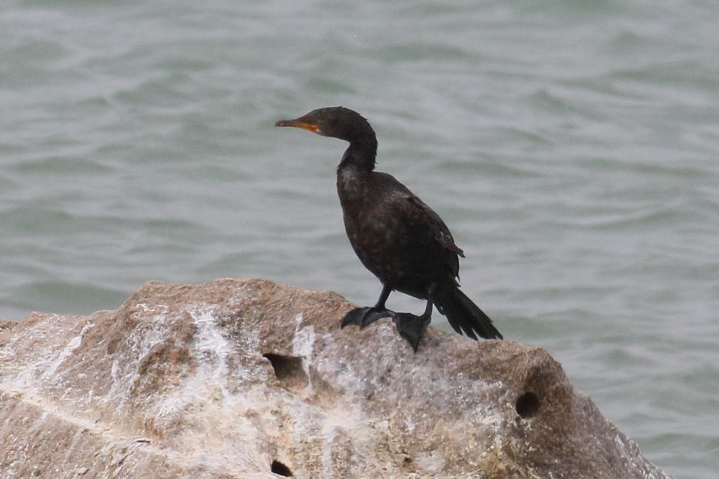 cormoran_du_cap_-_phalacrocorax_capensis4bd