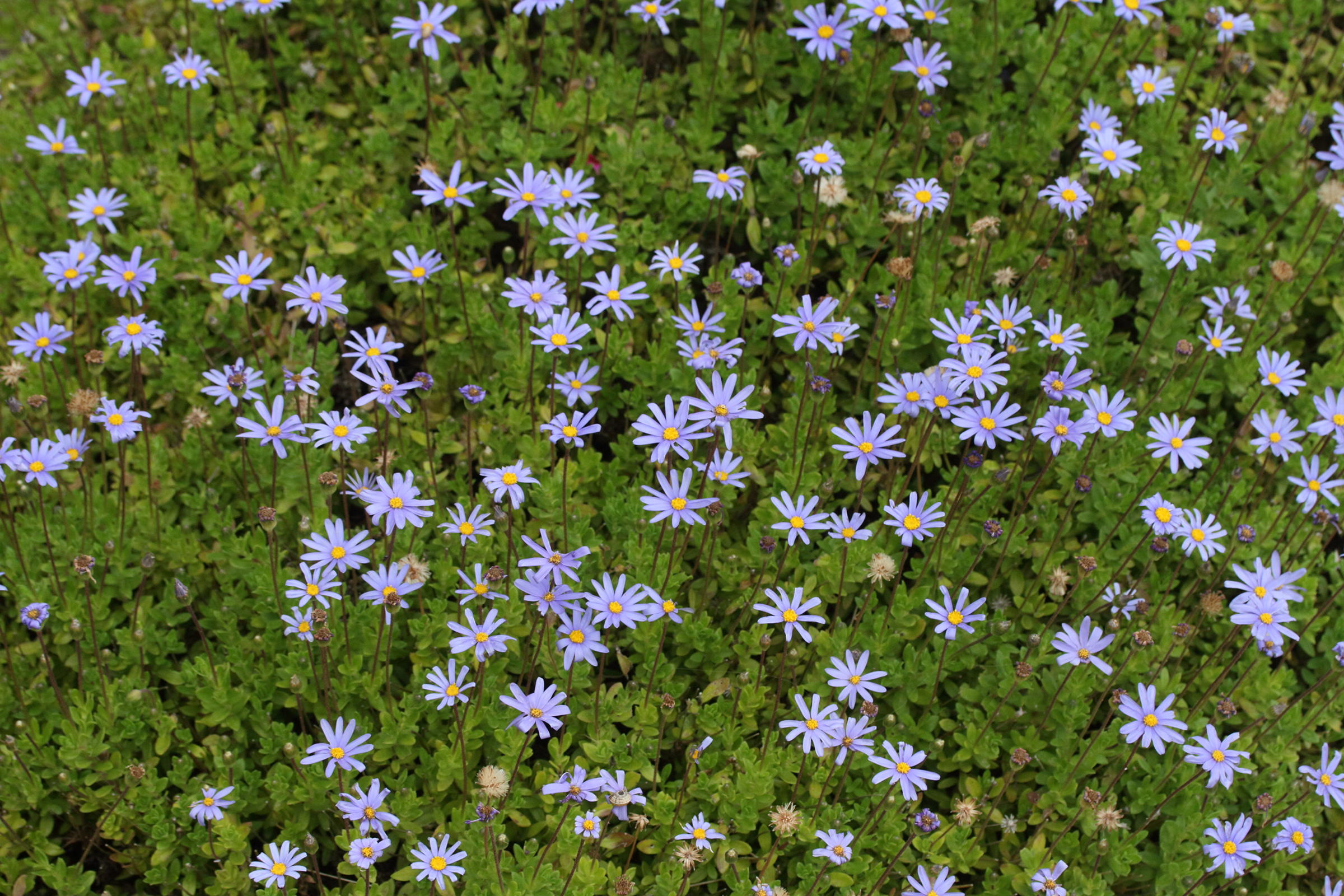 Afficher le média felicia_amelloides1md felicia_amelloides1md