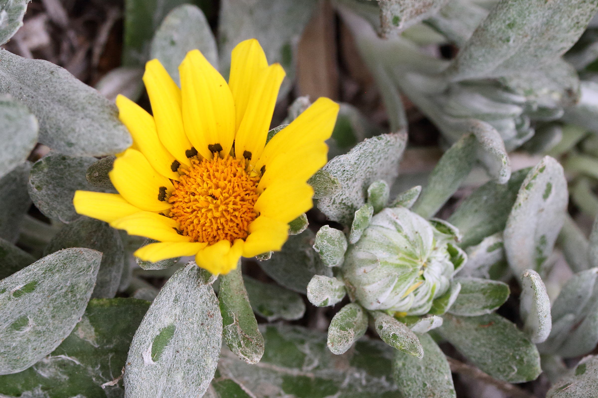 gazania_rigens6md