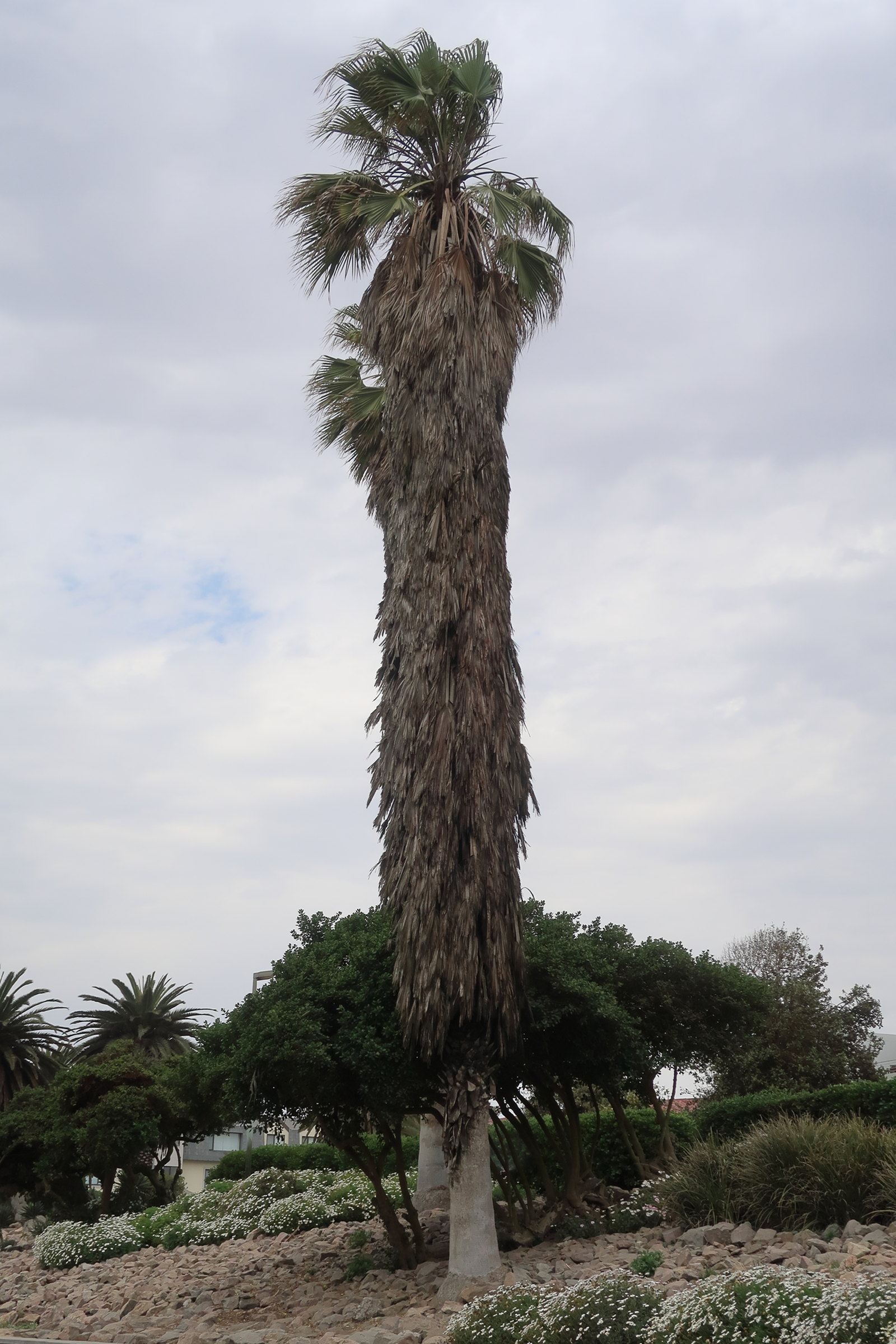 hyphaene_petersiana1md