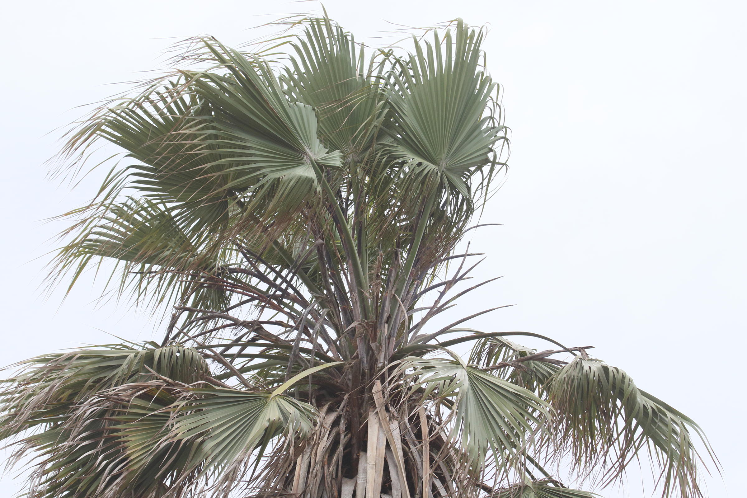 hyphaene_petersiana2md