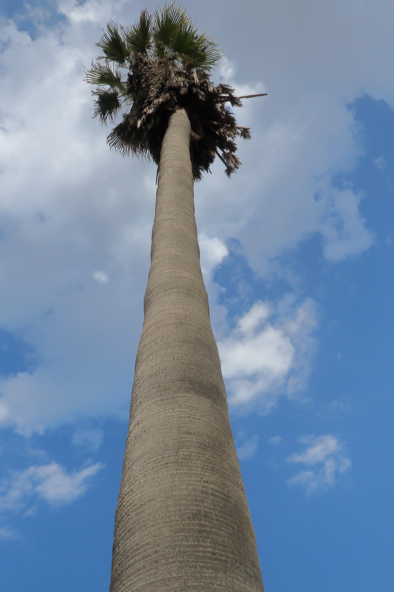 hyphaene_petersiana3md