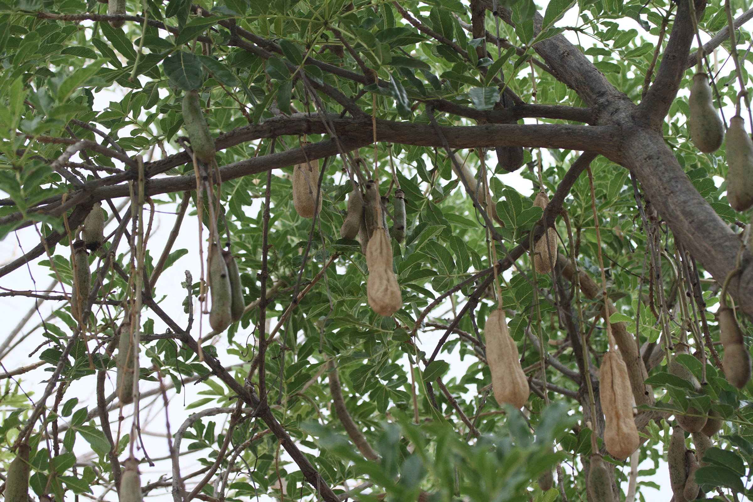 Afficher le média kigelia_africana8md kigelia_africana8md