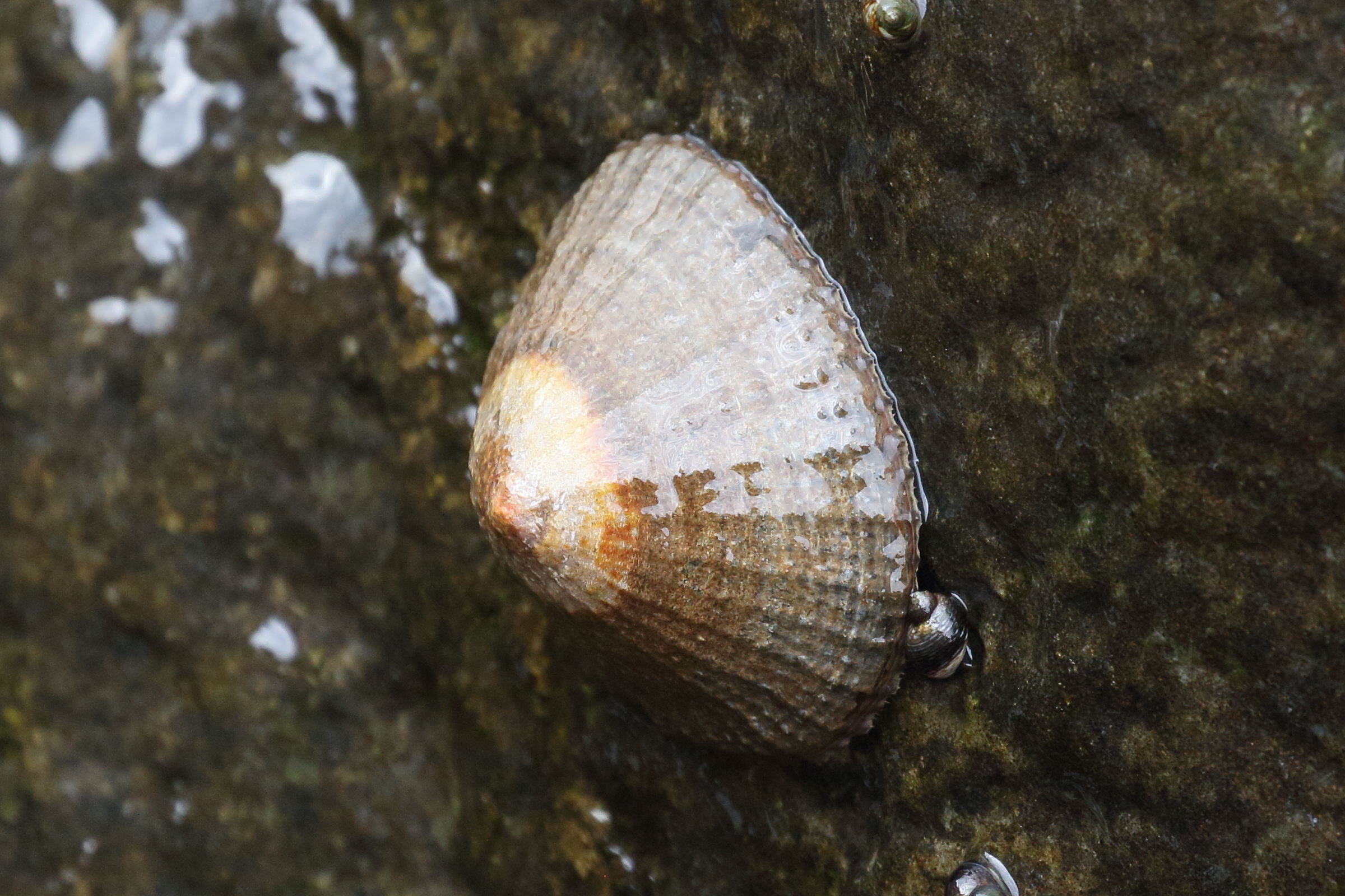 Afficher le média patella_argenvillei1bd patella_argenvillei1bd