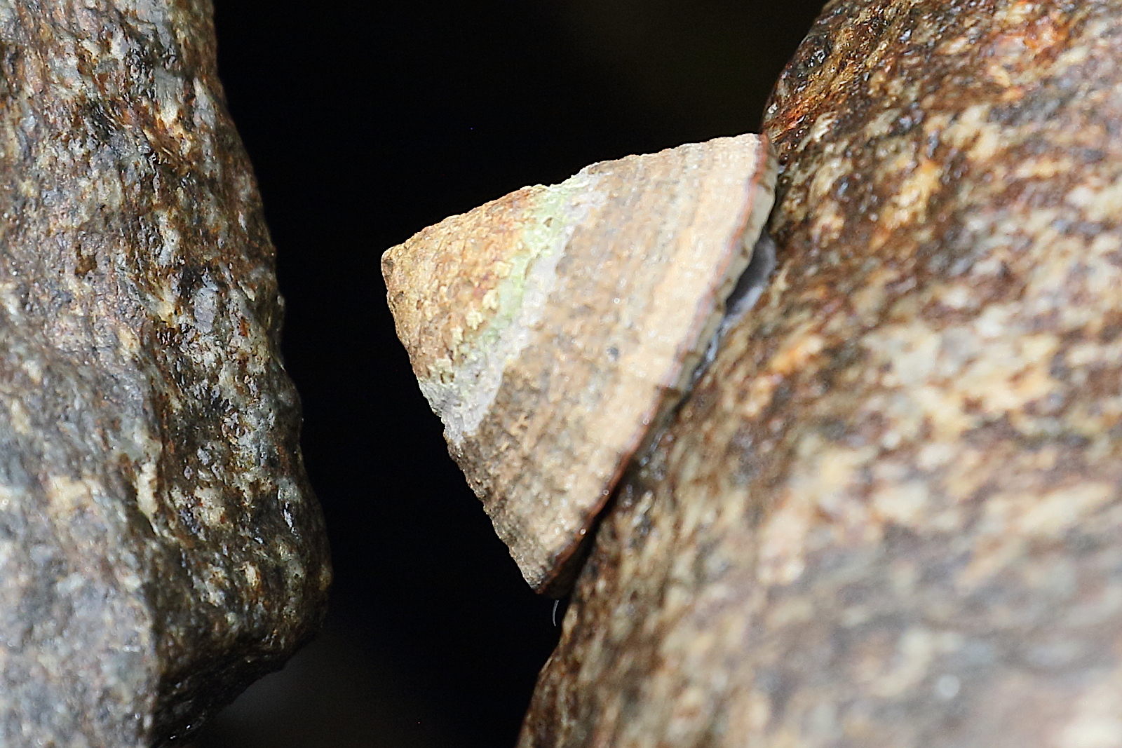 Afficher le média patella_argenvillei2bd patella_argenvillei2bd