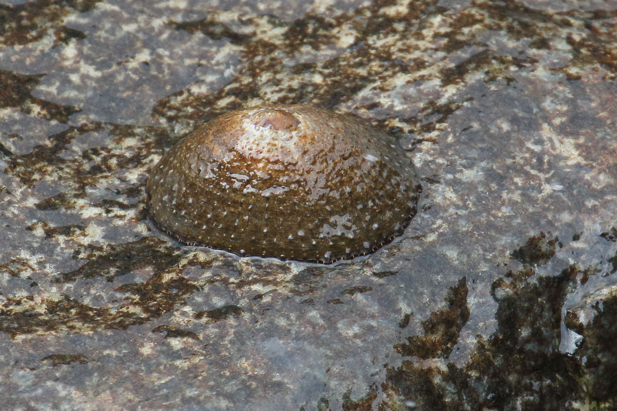 patella_granularis1md