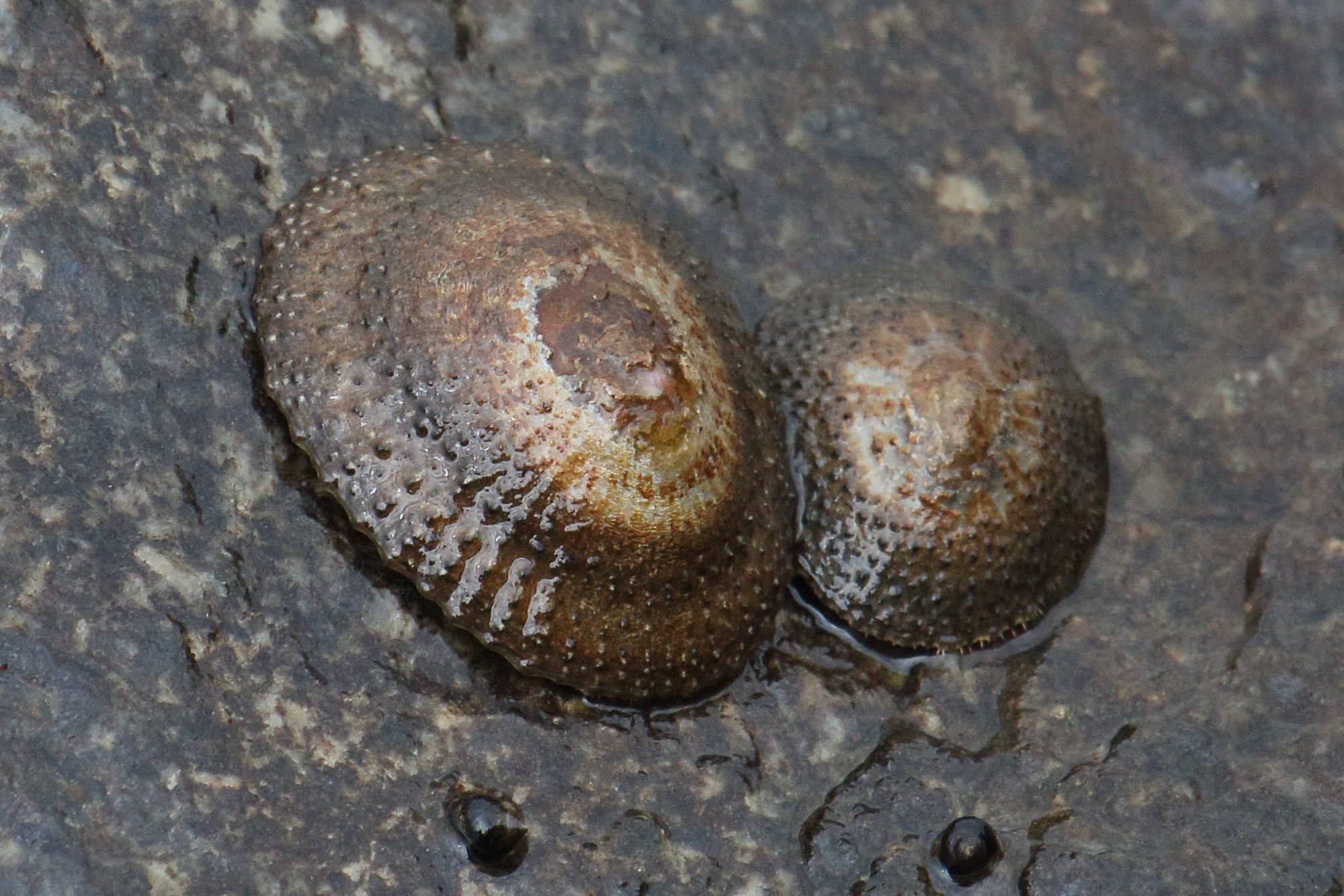 patella_granularis2md