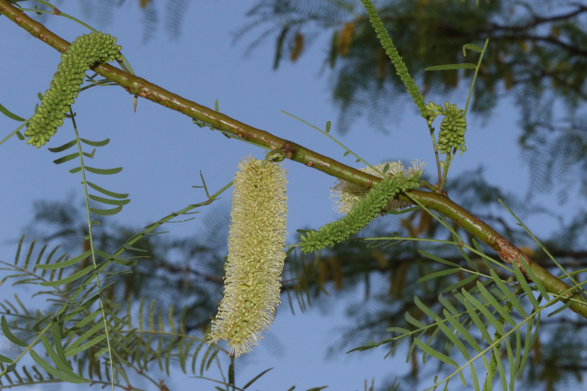 prosopis_glandulosa3md