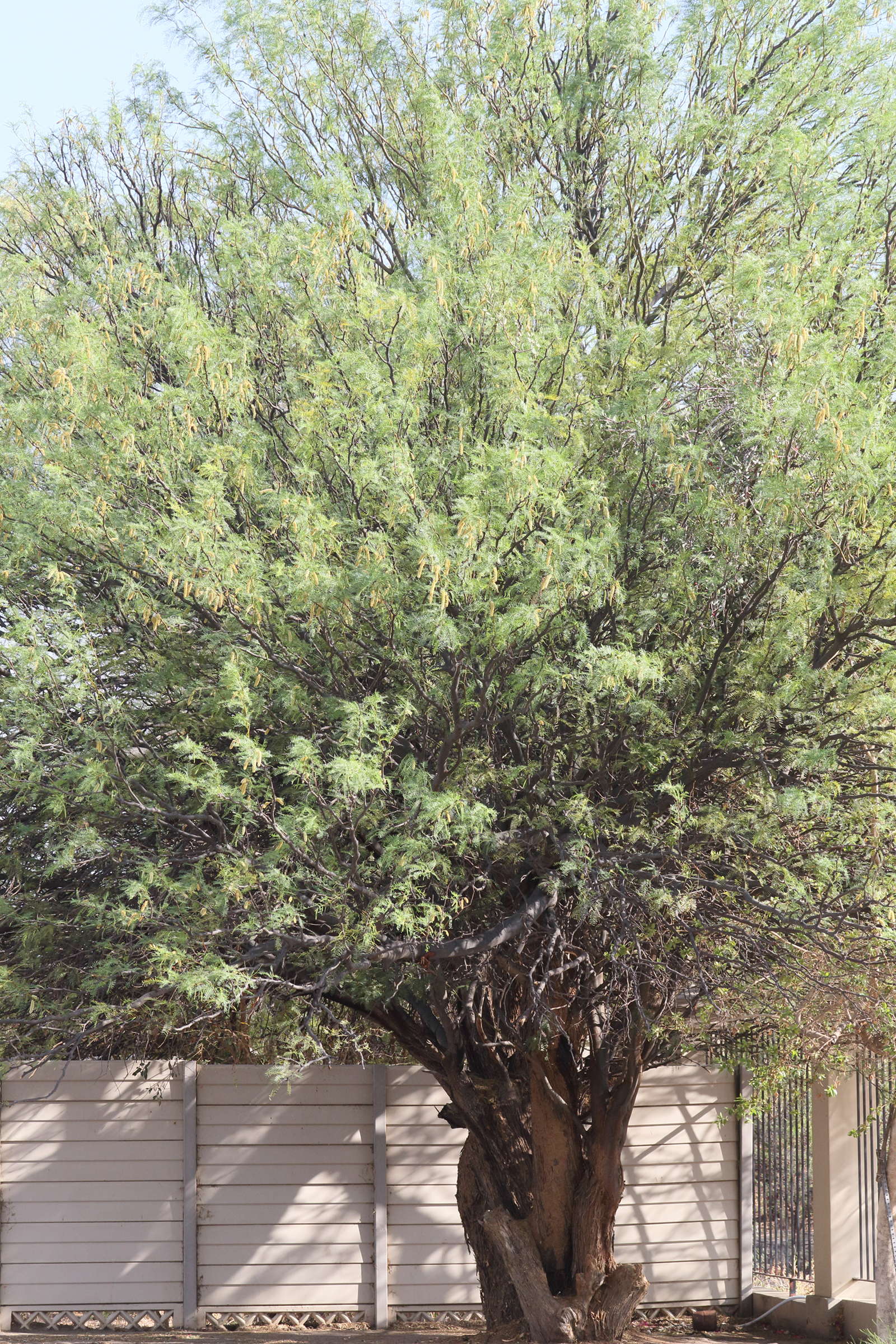 prosopis_glandulosa5md