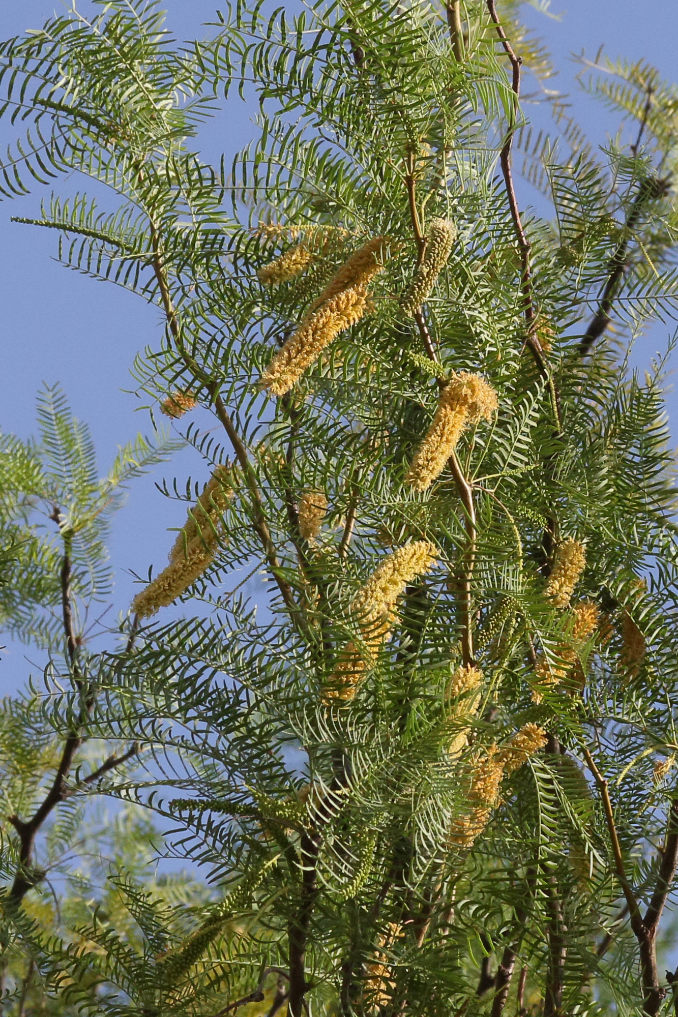 prosopis_glandulosa6md