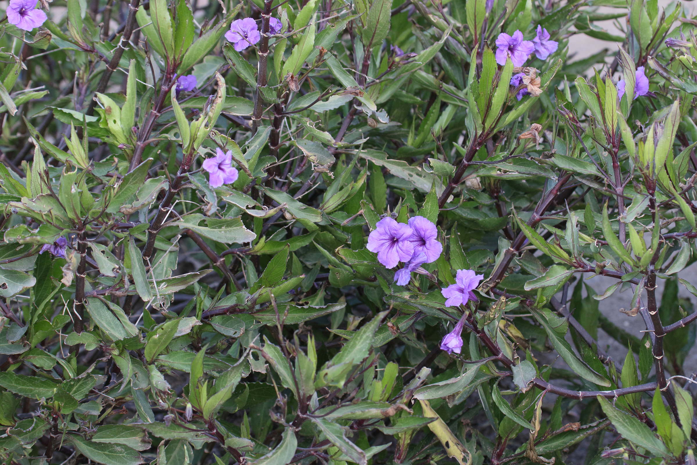 Afficher le média ruellia_brittoniana1md ruellia_brittoniana1md