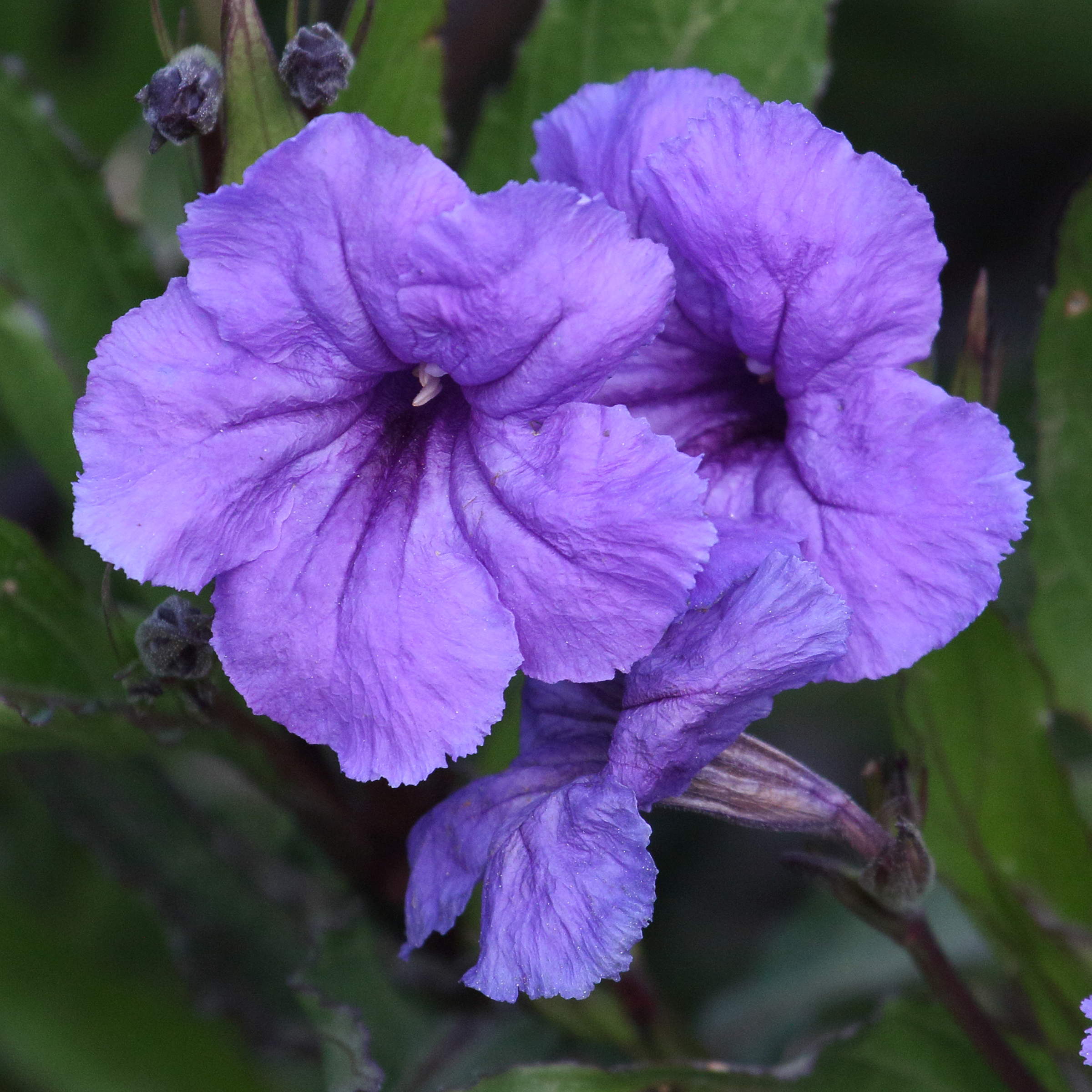 Afficher le média ruellia_brittoniana2md ruellia_brittoniana2md