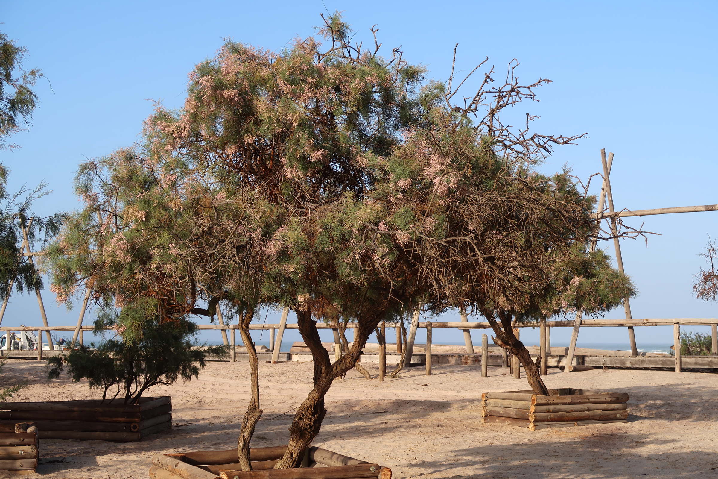 tamarix_ramosissima1md