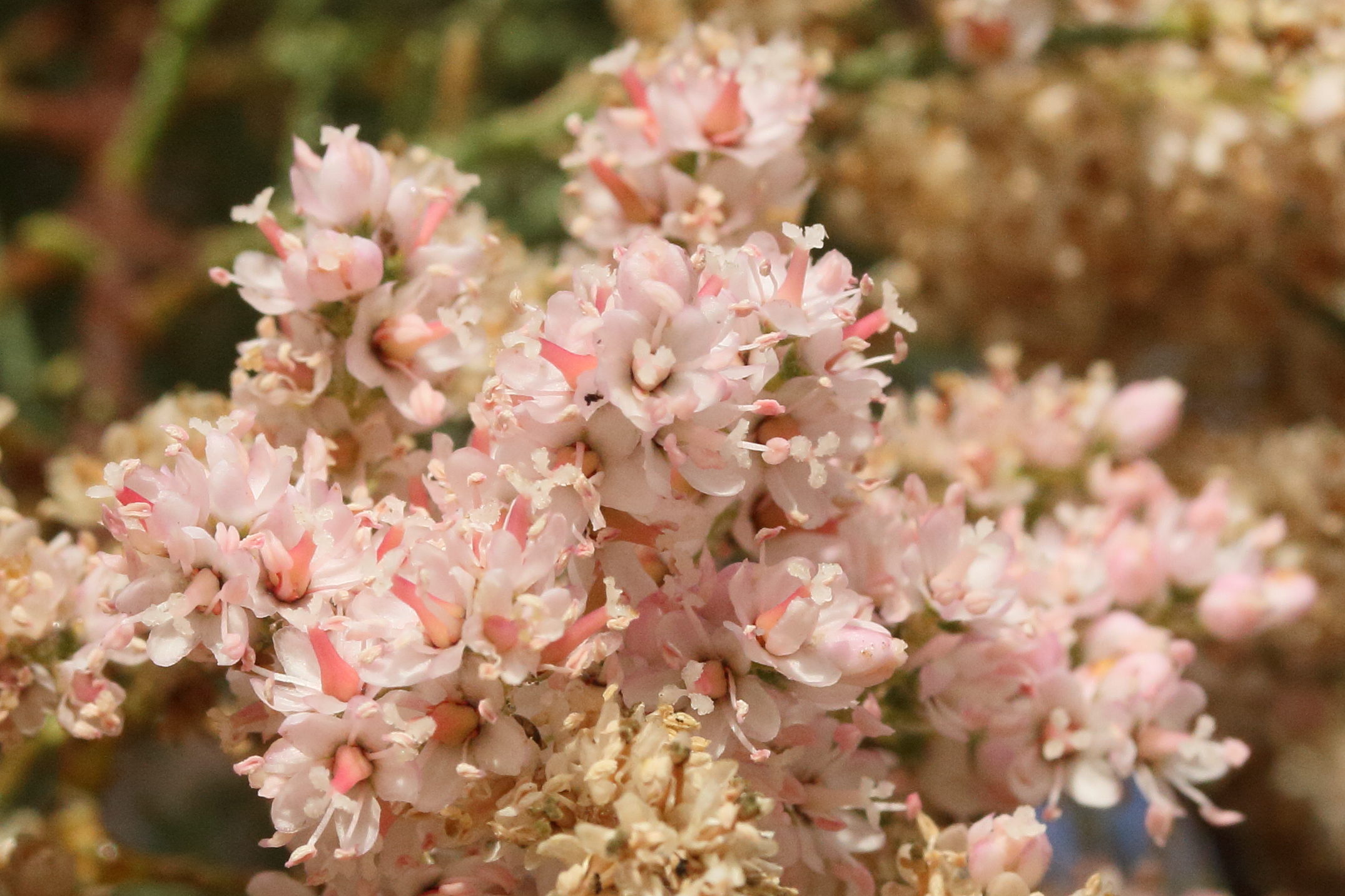 tamarix_ramosissima2md