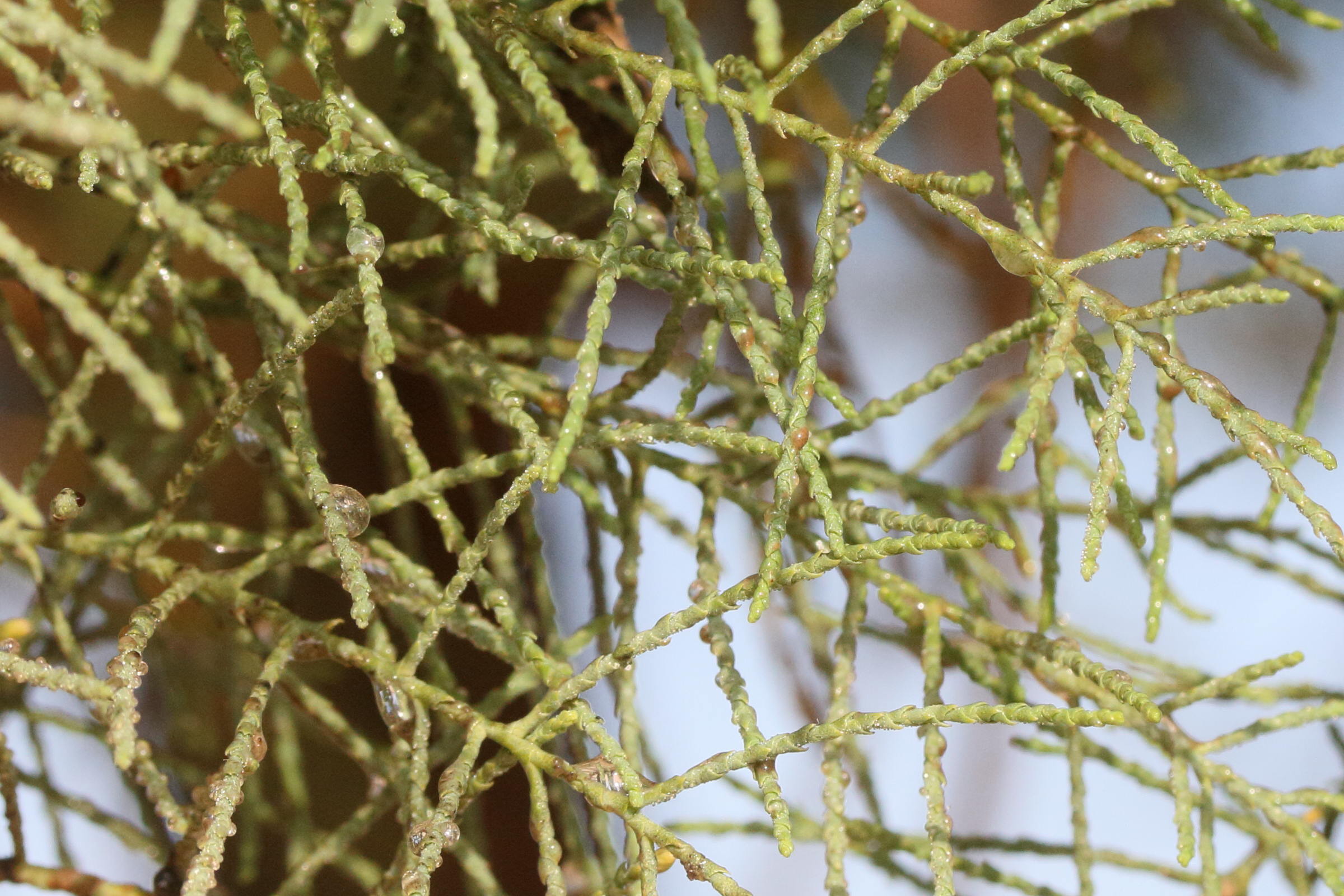 tamarix_ramosissima3md