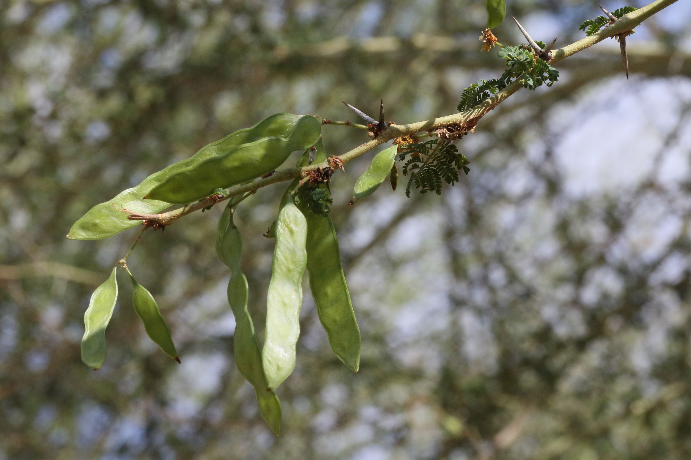 vachellia_xanthophloea4md