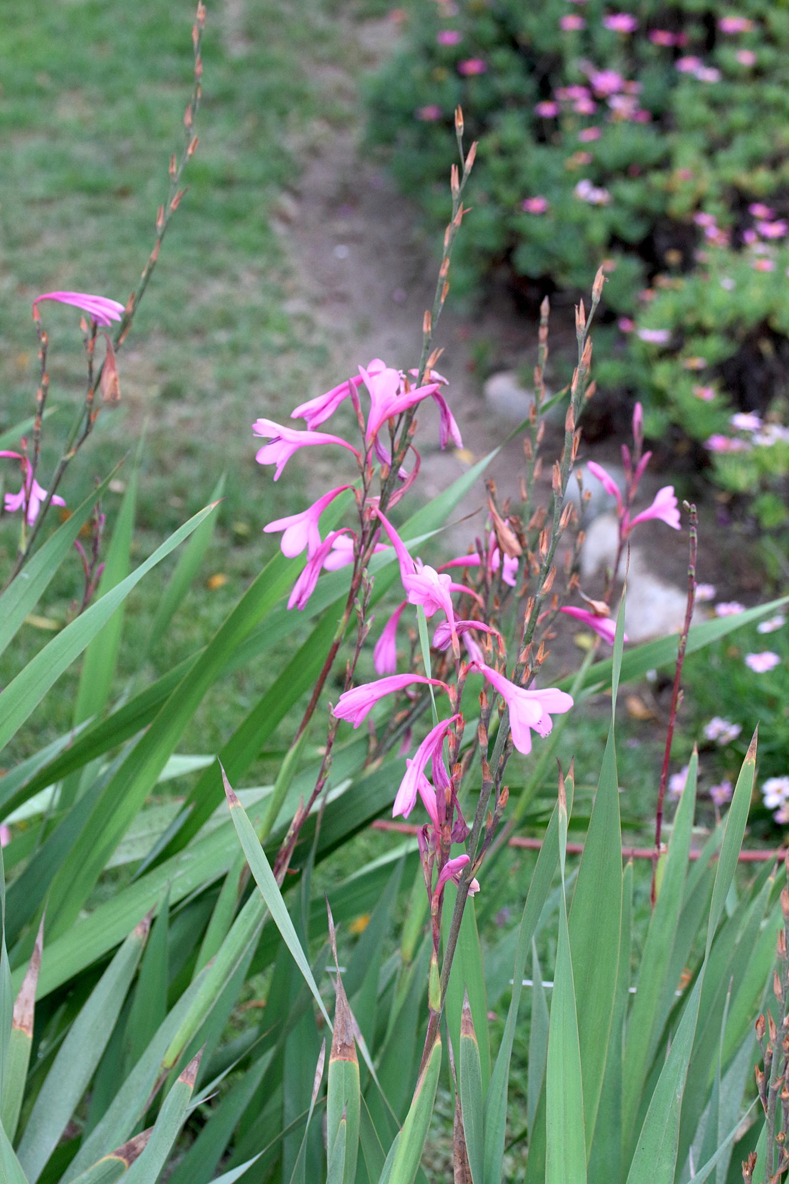 watsonia_sp1md