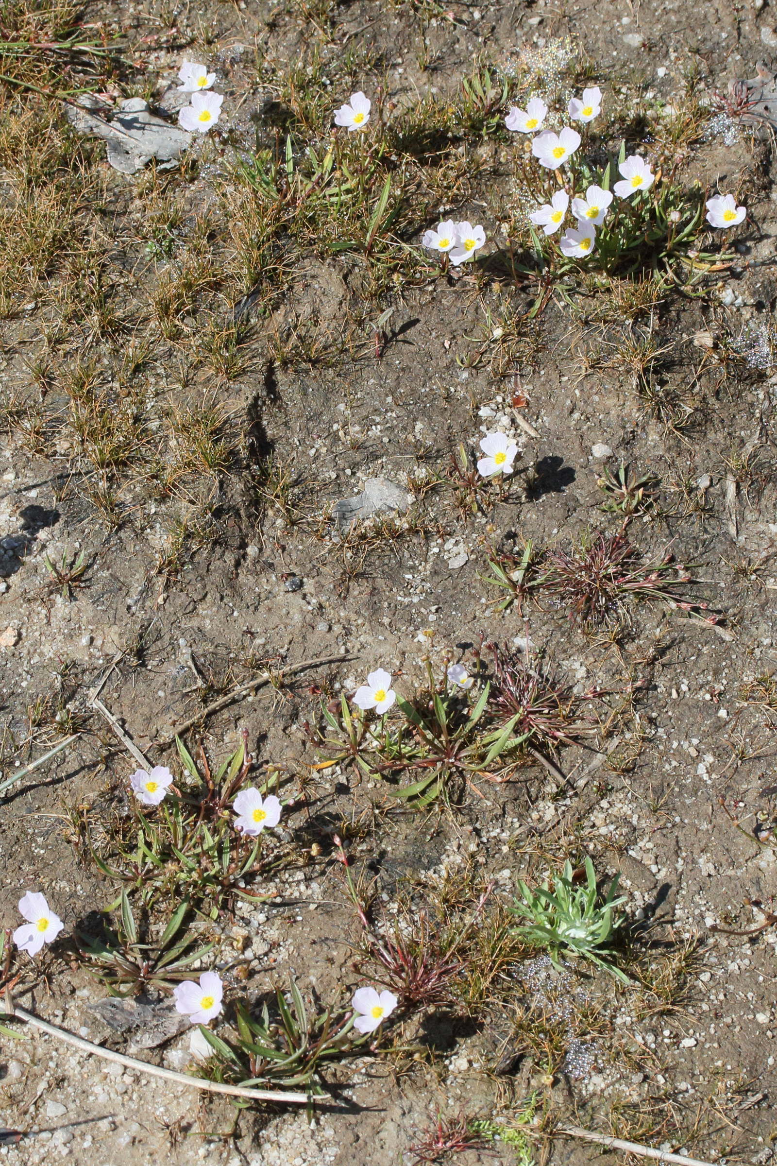 baldellia_ranunculoides6md